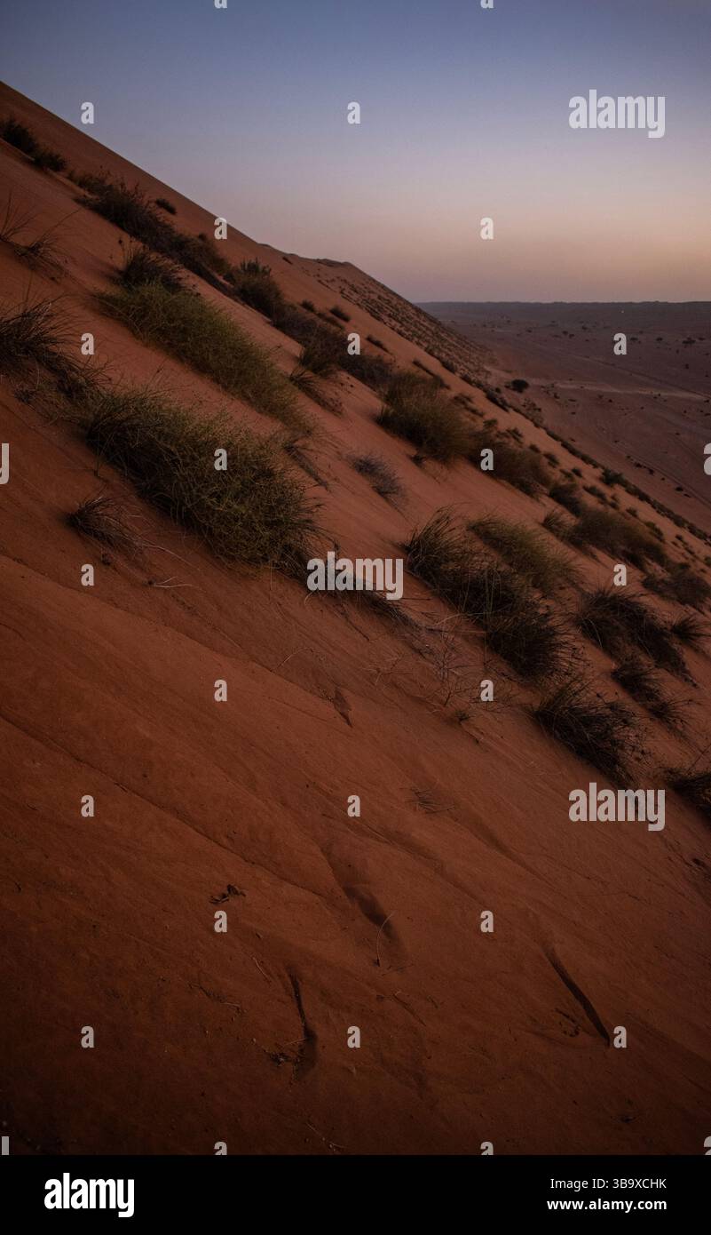 Oman, Medio Oriente: Una duna di sabbia rossa al tramonto a Wahiba Sands (Sharqiya Sands), il vasto deserto pieno di dune di sabbia, a sud della città di Sur Foto Stock