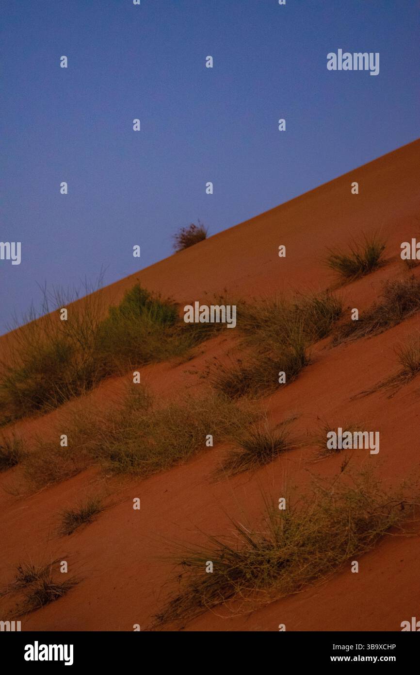 Oman, Medio Oriente: Una duna di sabbia rossa al tramonto a Wahiba Sands (Sharqiya Sands), il vasto deserto pieno di dune di sabbia, a sud della città di Sur Foto Stock
