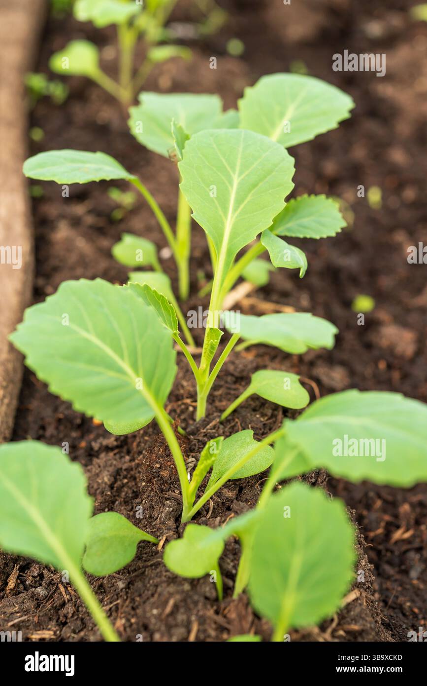 Primo piano di giovani piantine di cavolo su terreno fertile e scuro in primavera in serra Foto Stock