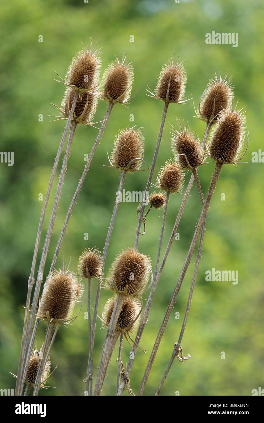 Pianta di tè selvatica (Dipsacus sylvestris) Foto Stock