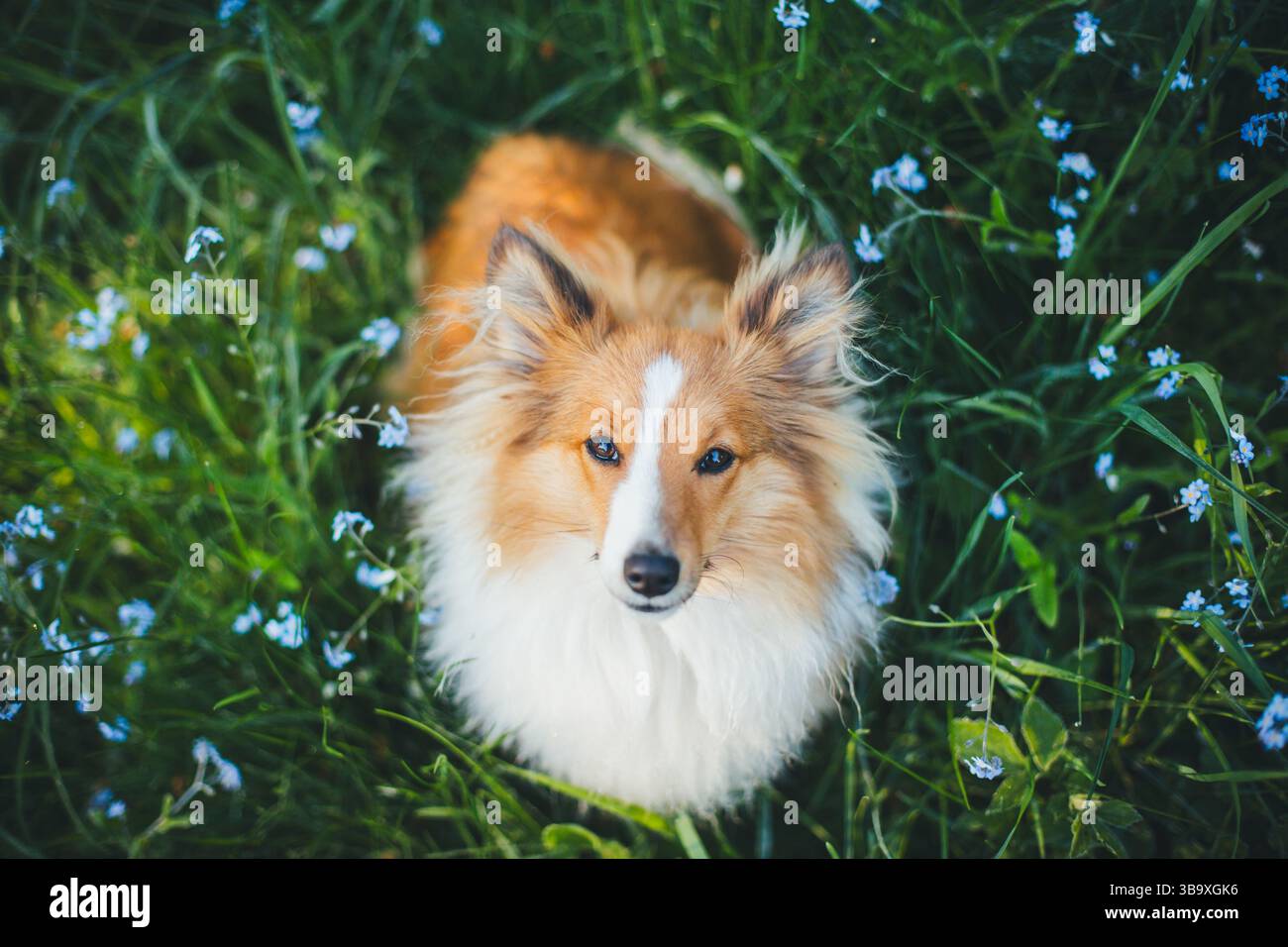 Sheepdog Shetland Foto Stock