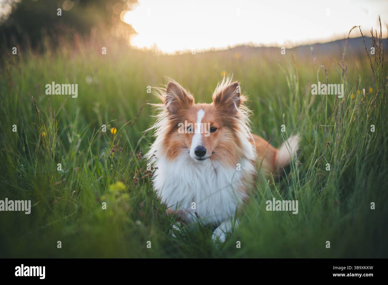Sheepdog Shetland Foto Stock