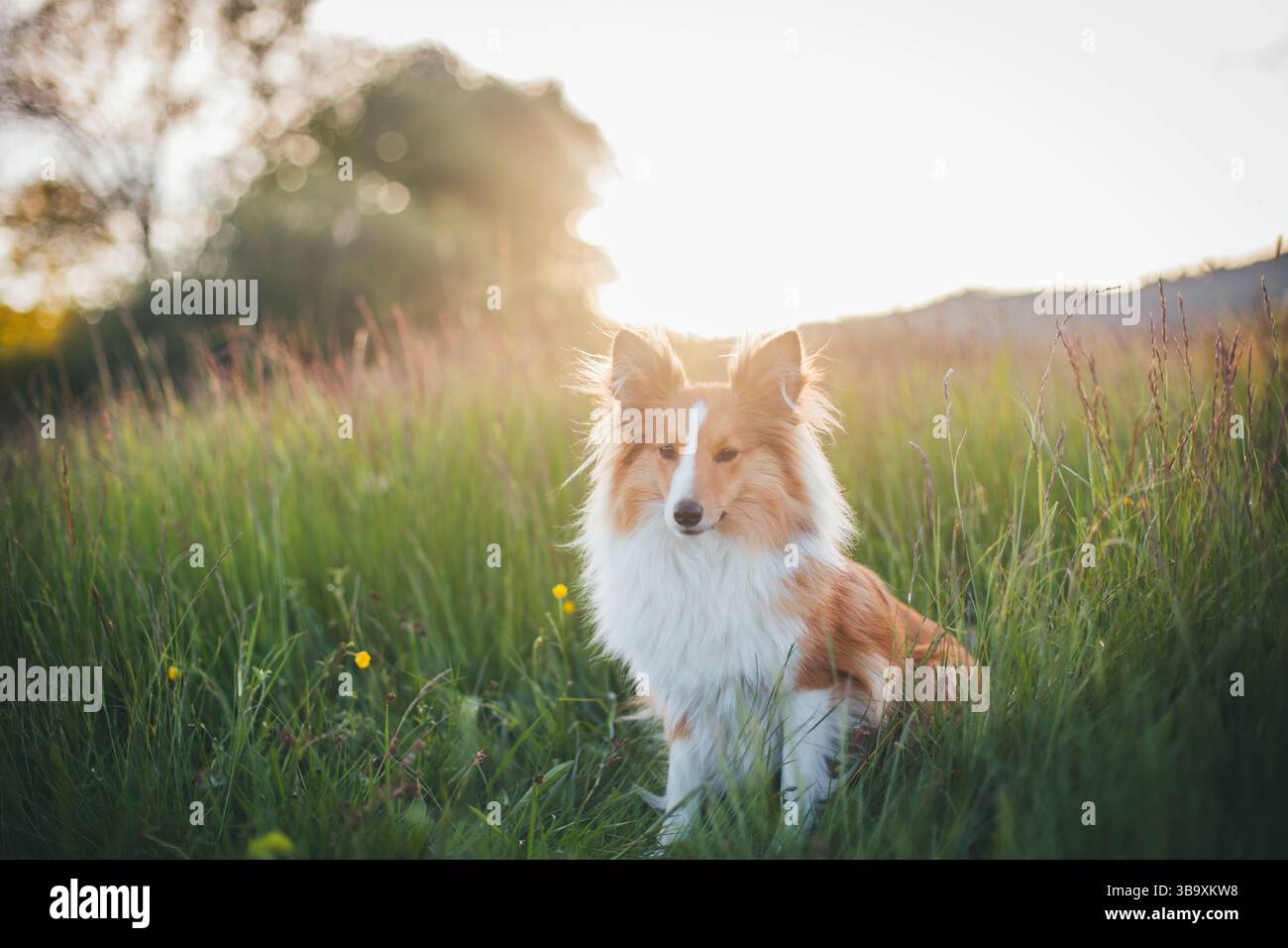 Sheepdog Shetland Foto Stock