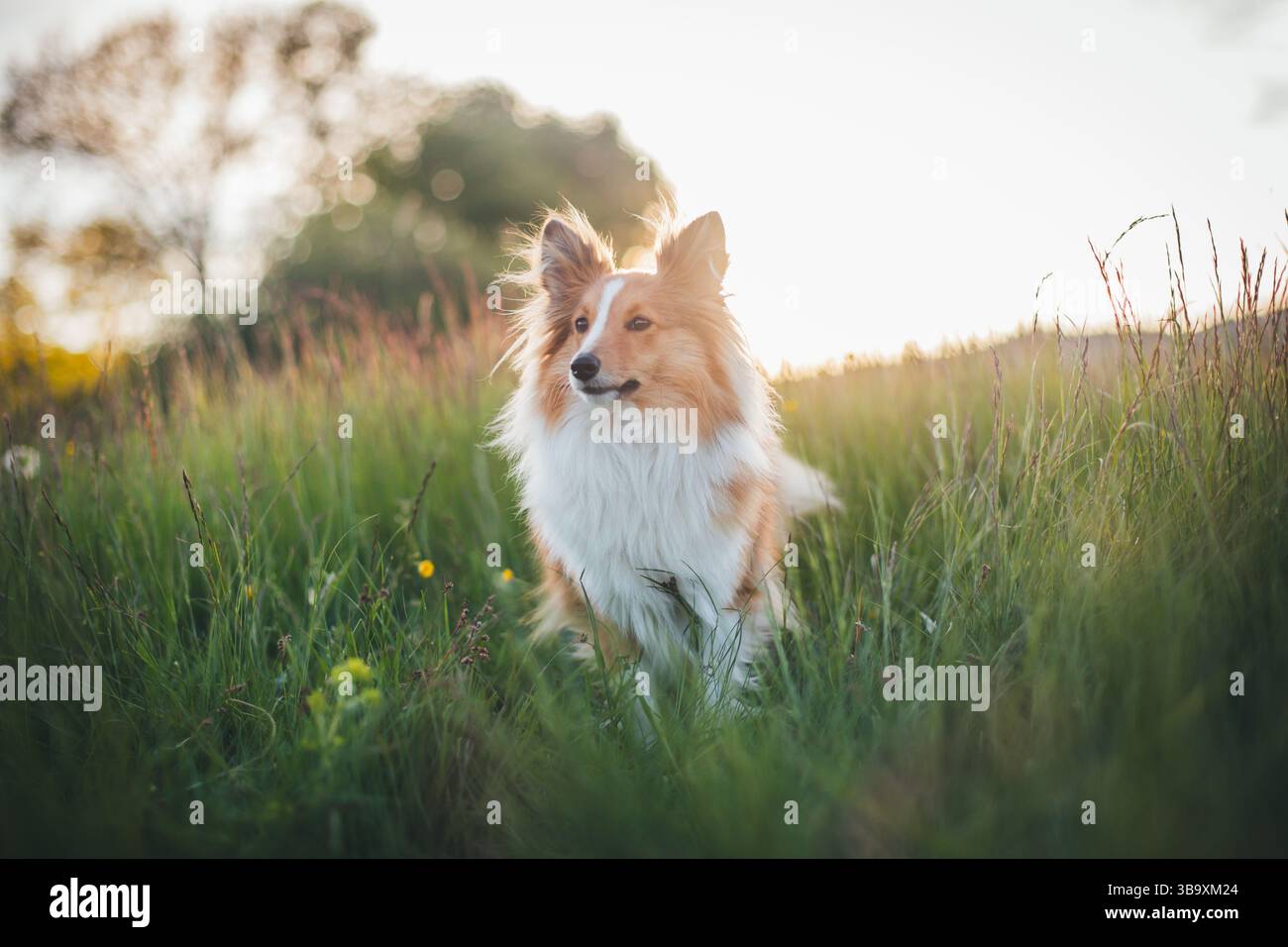 Sheepdog Shetland Foto Stock