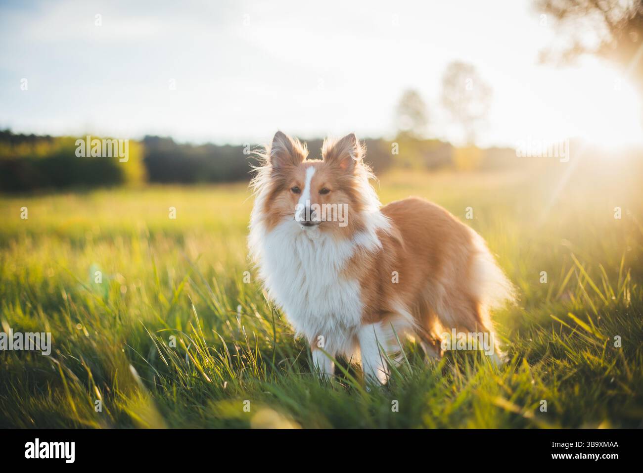 Sheepdog Shetland Foto Stock