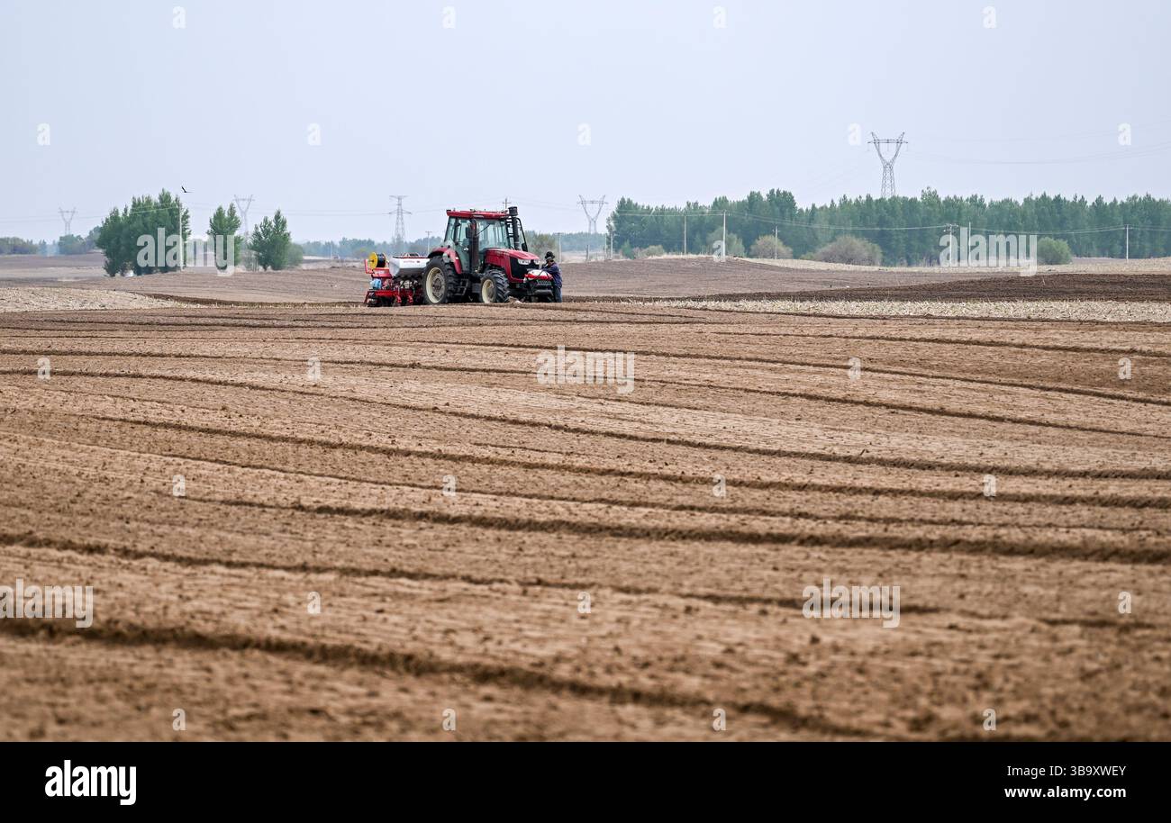 (250511) -- TONGLIAO, 11 maggio 2025 (Xinhua) -- gli agricoltori utilizzano un trattore dotato di sistema di navigazione Beidou per la semina nella bandiera posteriore dell'ala sinistra di Horqin, nella città di Tongliao, nella regione autonoma della Mongolia interna della Cina settentrionale, il 9 maggio 2025. Approfittando delle tempestive piogge di maggio, Tongliao, un granaio della Mongolia interna orientale, è entrato nel periodo di picco della semina del mais. Si stima che la superficie di piantagione di mais di Tongliao nel 2025 raggiunga i 20 milioni di mu (circa 1,33 milioni di ettari), con un aumento di 180.000 mu (12.000 ettari) rispetto all'anno precedente. (Xinhua/Lian Zhen) Foto Stock