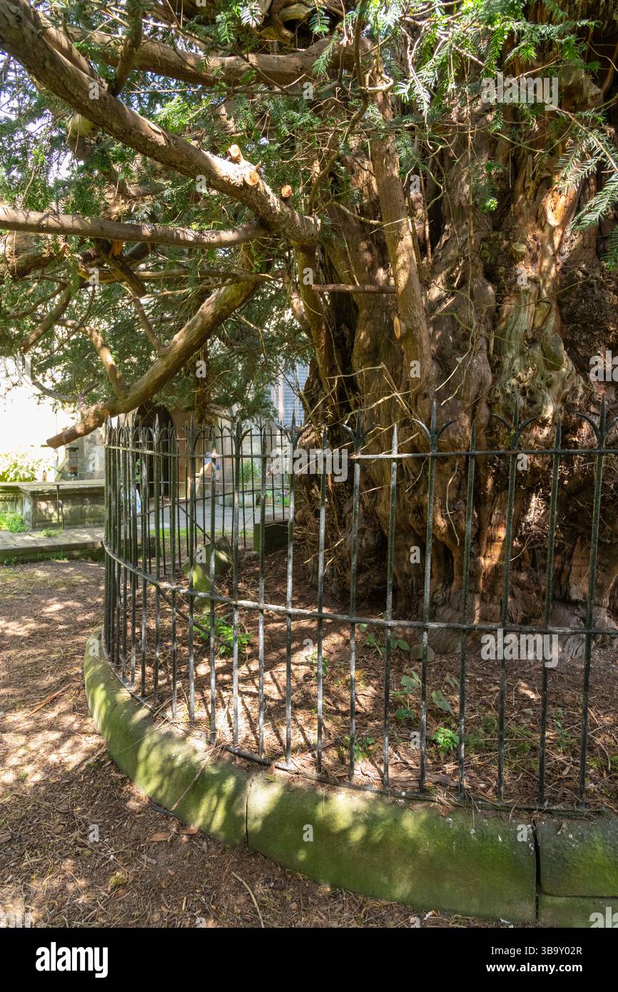 Il Darley Yew un antico albero nel cimitero della chiesa di Sant'Elena vicino a Matlock. Si pensa che abbia circa 2000 anni. Foto Stock