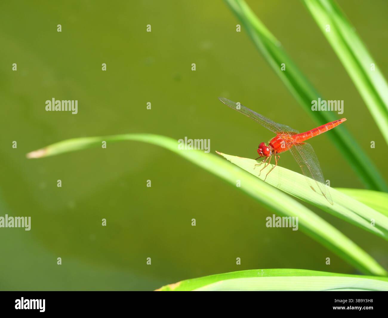 Scarlet skimmer o Crimson darter Dragonfly su foglia con sfondo verde naturale Foto Stock