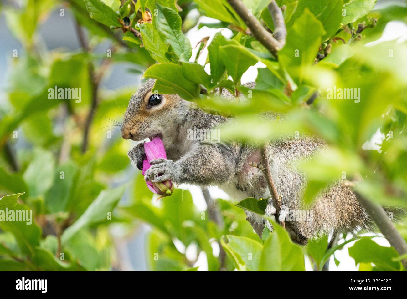 Scoiattolo grigio che mangia boccioli di fiori di magnolia nel giardino del Regno Unito Foto Stock