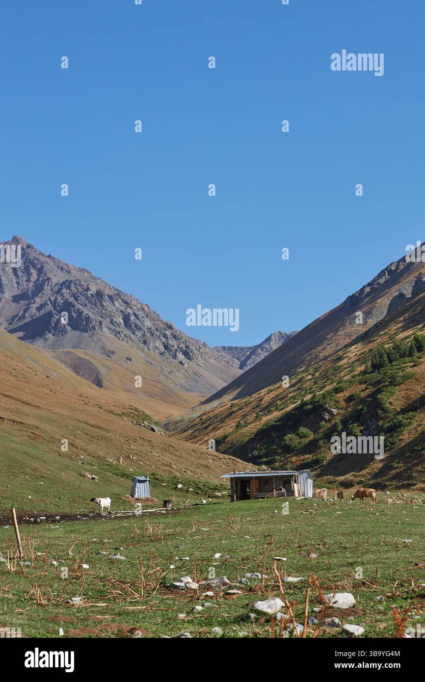 Casa di pastori in un luogo pittoresco. Paesaggio montano, colline con erba gialla e verde. Pascolo locale per pascolo libero. Cielo blu chiaro. Calv Foto Stock
