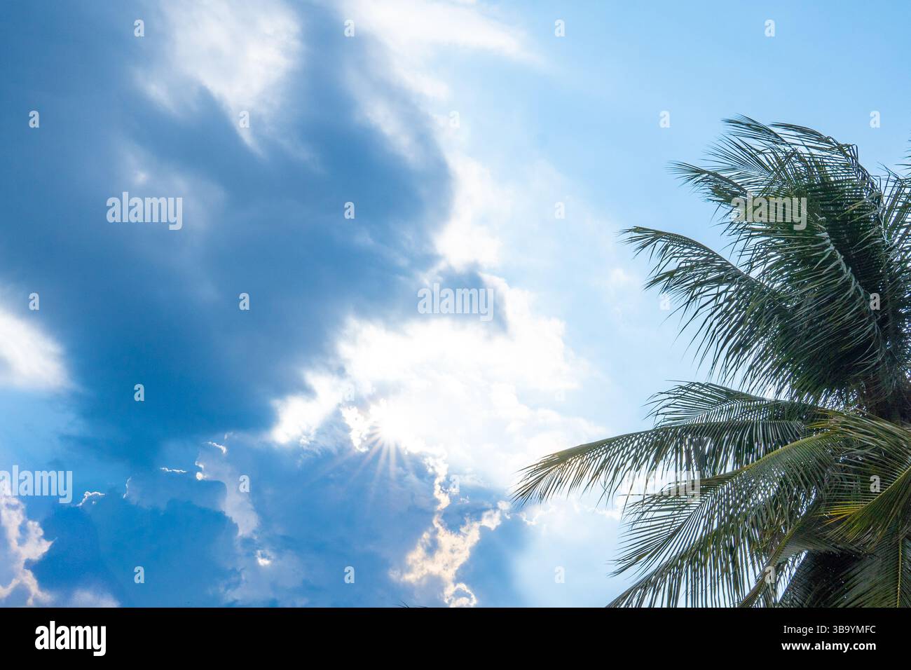 Uno scatto ad angolo basso cattura una palma da cocco contro un cielo blu brillante con nuvole bianche sparse. La luce solare filtra attraverso le fronde del palmo, la creatina Foto Stock