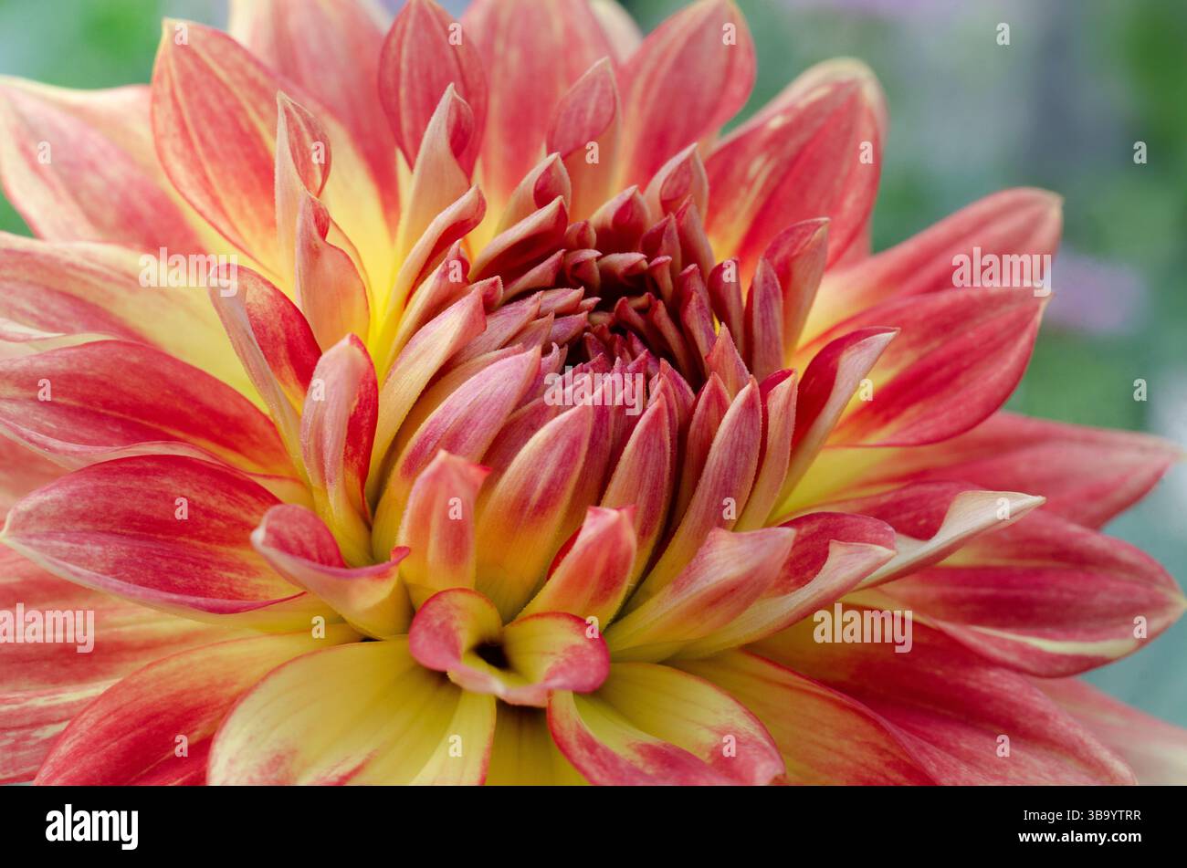Primo piano del fiore "Fun Flame" di Dahlia LaBella® maggiore Foto Stock