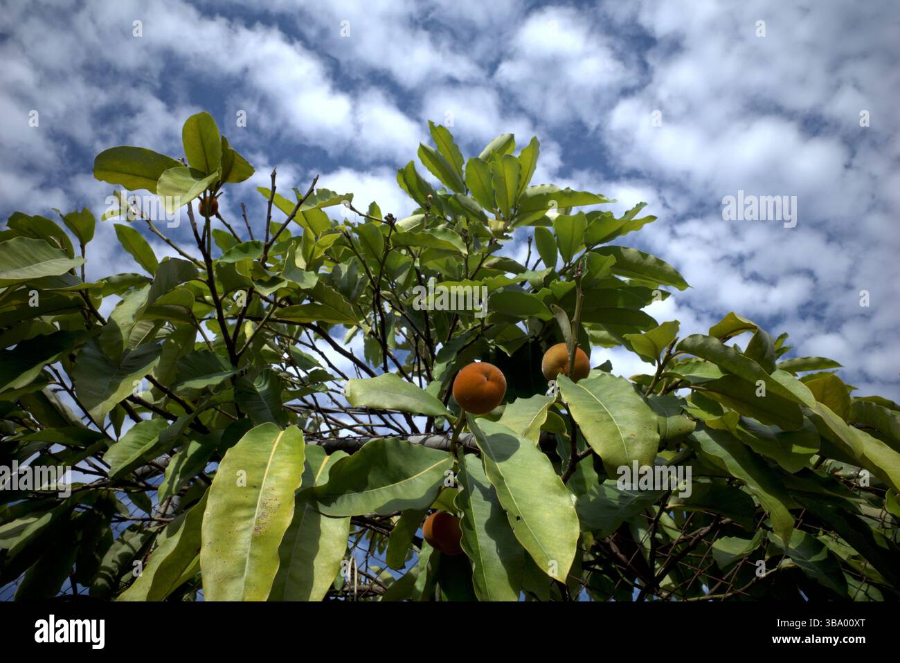 Primo piano di frutti di BIsbul, Diospyros blancoi, conosciuto come mela di velluto, cachi di velluto, kamagong o mabolo con sfondo blu del cielo. Foto Stock