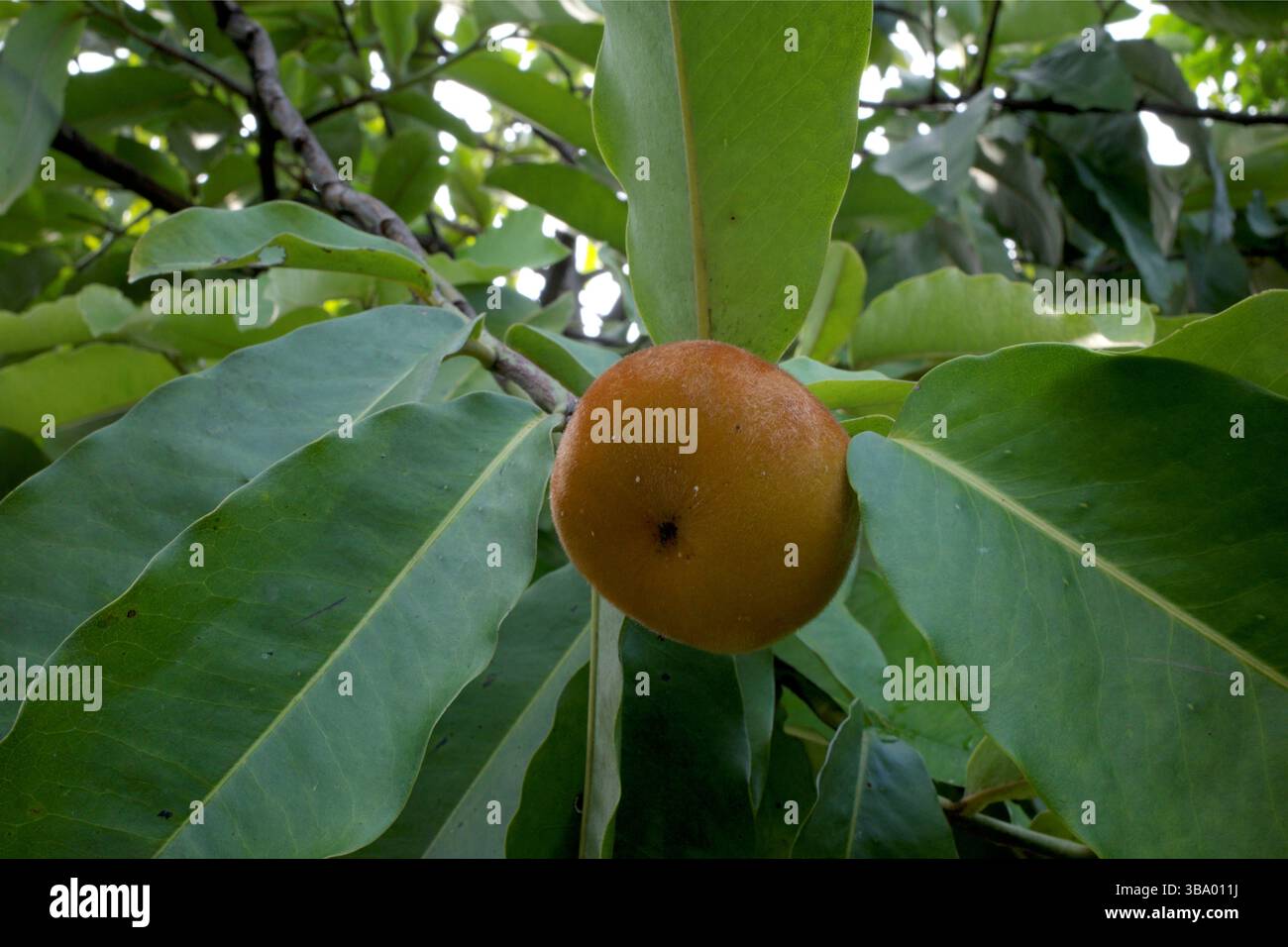 Primo piano di frutti di BIsbul, Diospyros blancoi, noto come mela di velluto, cachi di velluto, kamagong o albero di mabolo. Foto Stock