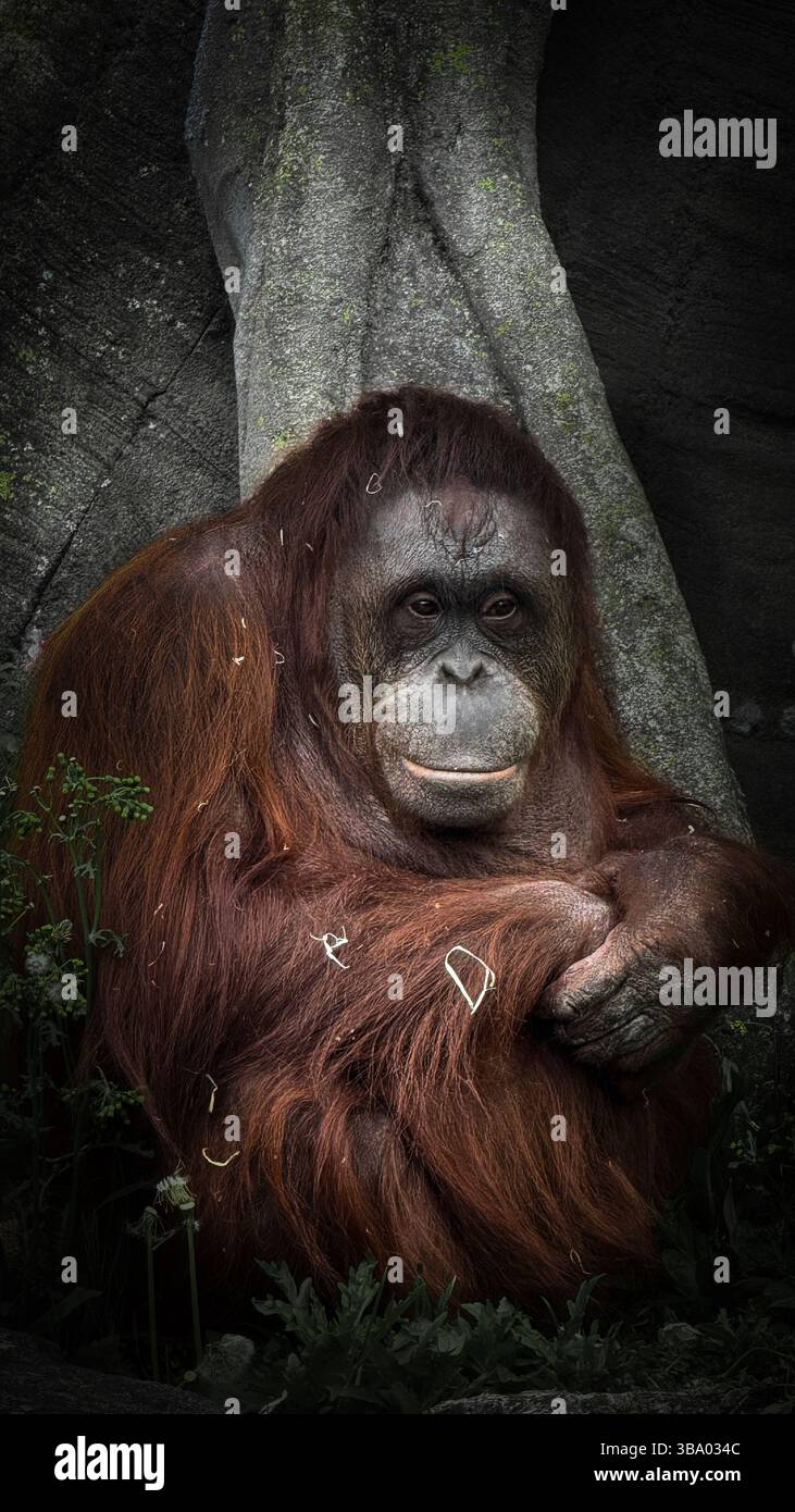 Orangutan allo zoo di Dublino Foto Stock