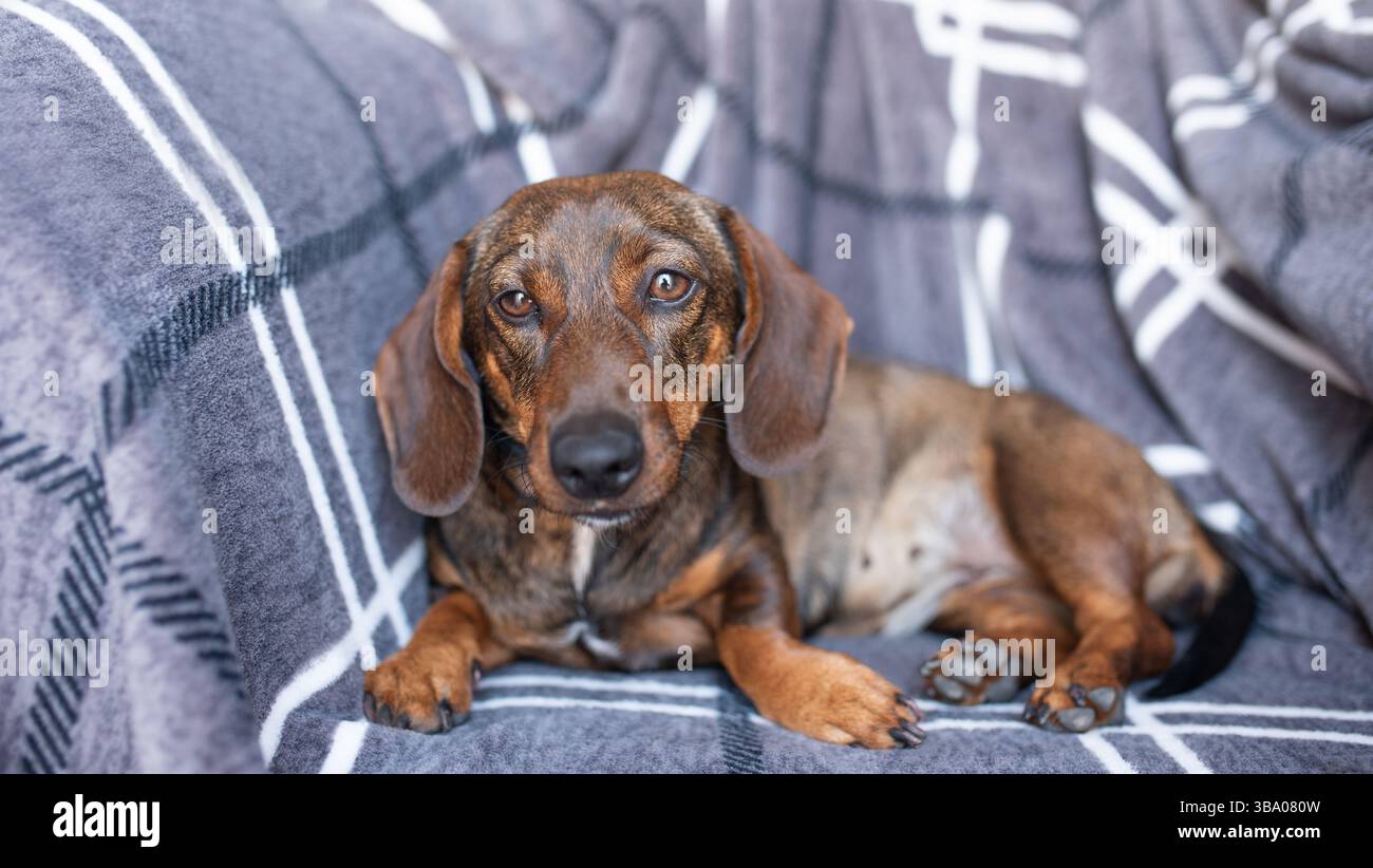 Un dachshund marrone avvolto in un plaid guarda la fotocamera Foto Stock
