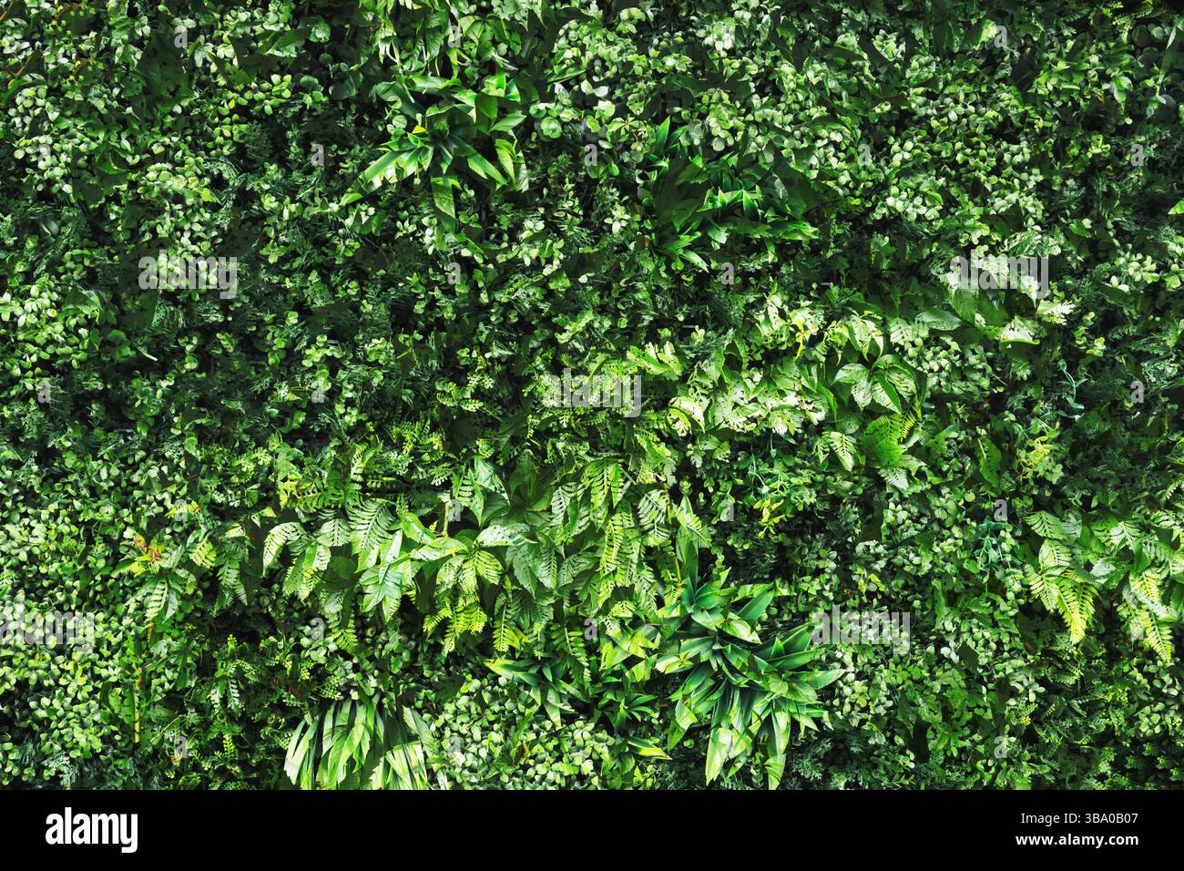Struttura della parete con foglie verdi. Arrampicata sullo sfondo delle piante. Motivo denso e naturale. Decorazioni estive del giardino. Superficie vegetale strisciante con fodera. Foto Stock