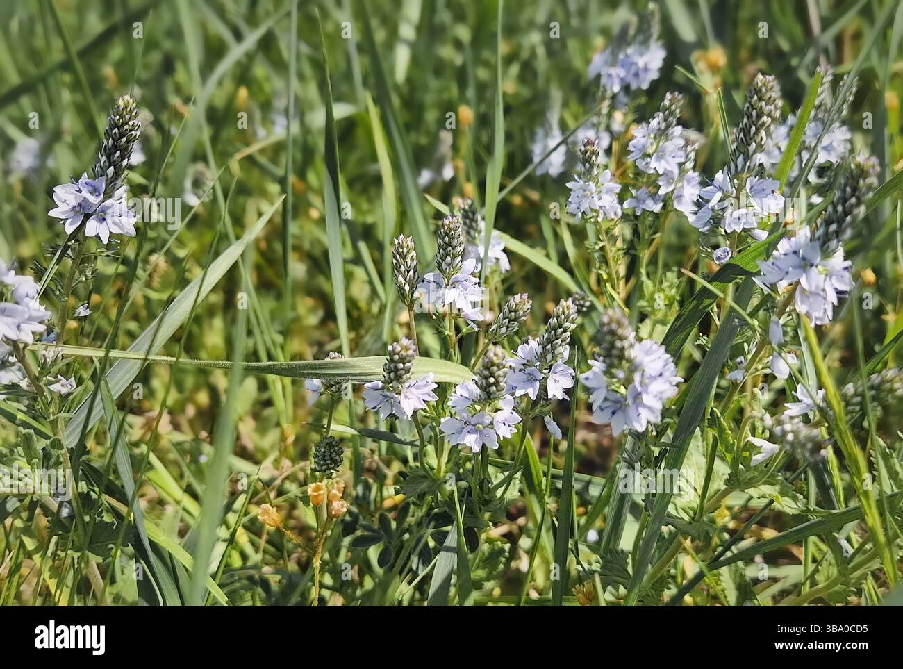 Prostrate i fiori di speedwell (Veronica prostrata) in un campo erboso. Delicati fiori di colore blu pallido con quattro petali raggruppati su punte, surrogato Foto Stock