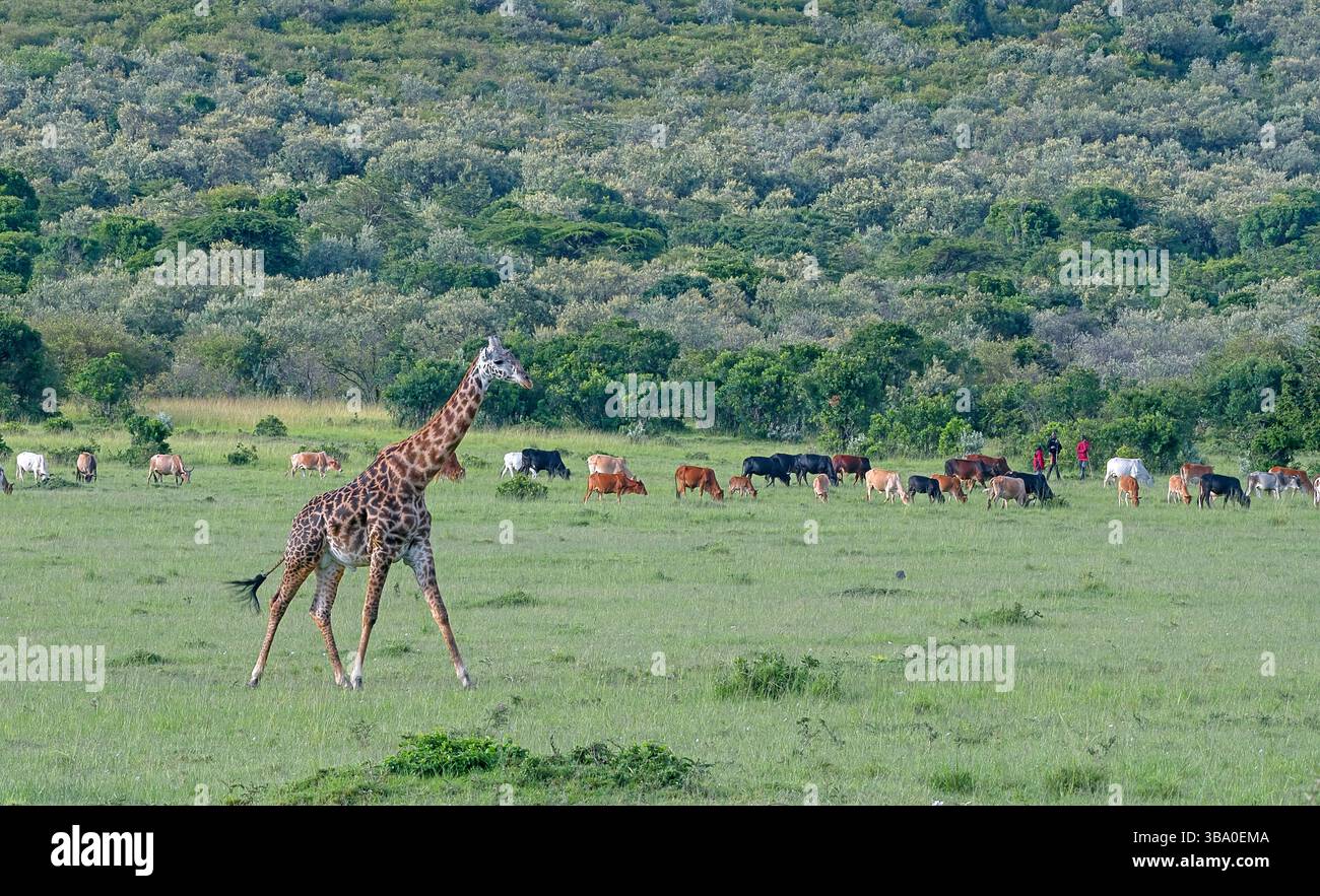 Giraffa Masai con bestiame al parco nazionale Masai Mara, Kenya Foto Stock