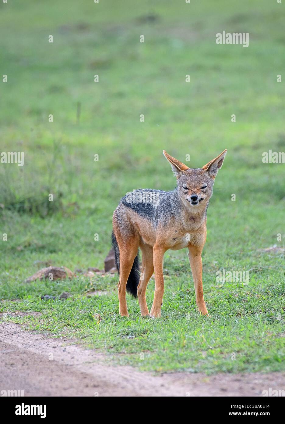 Lo sciacallo nero (Canis mesomelas) è in allerta nelle praterie della savana di Ol Pejeta Conservancy, Laikipia, Kenya, Africa orientale. Selvaggio africano p Foto Stock