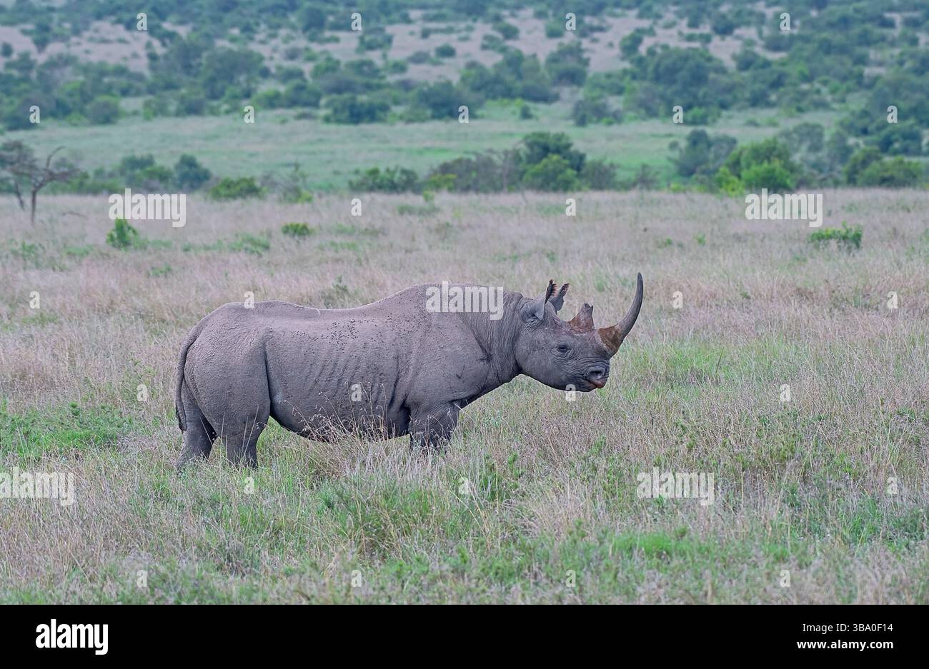 Rinoceronte nero (Diceros bicornis) nell'habitat aperto della savana di ol' Pajeta Conservancy, Kenya Foto Stock