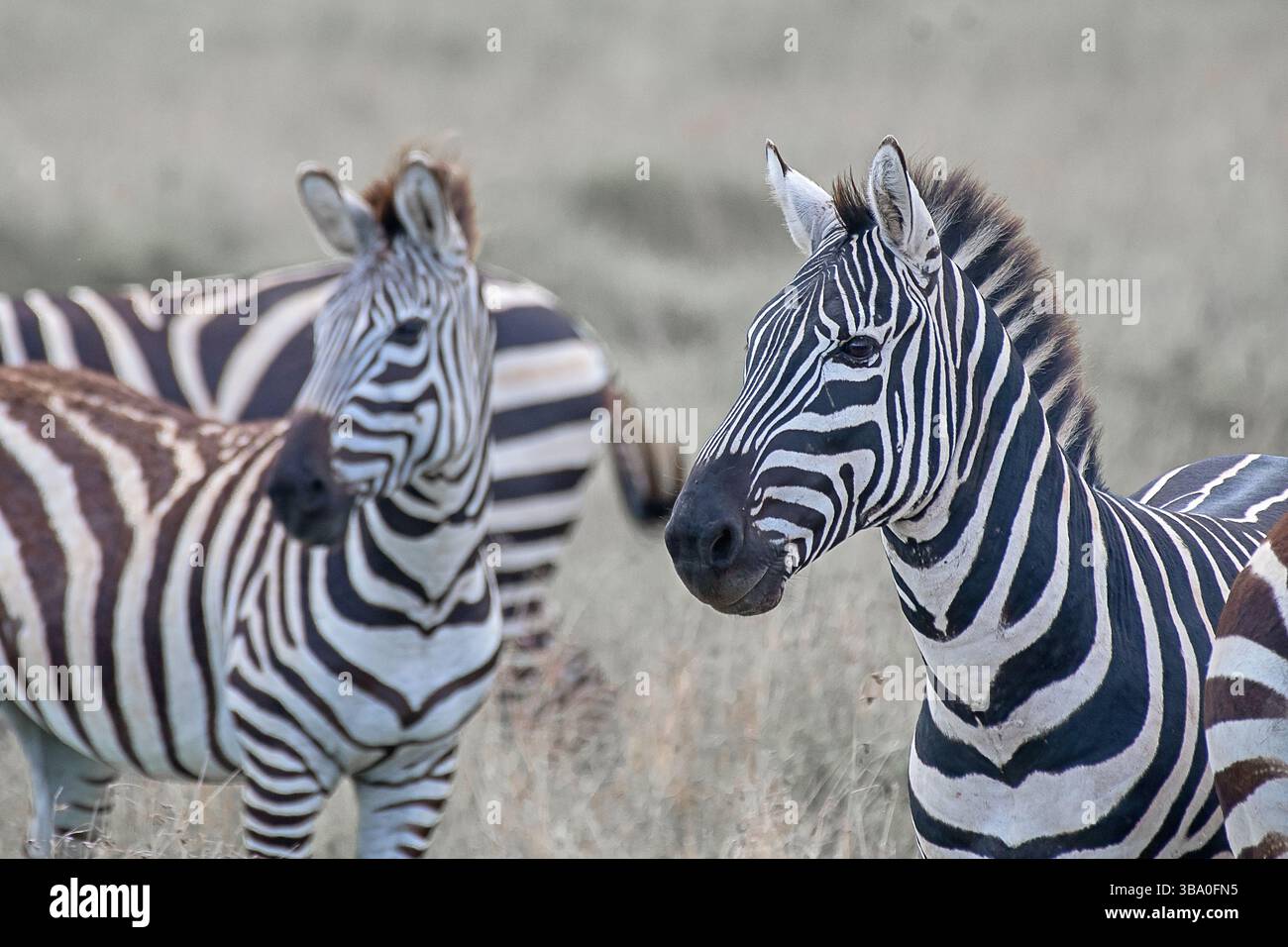 Plains zebra (Equus quagga) dal Parco Nazionale del Lago Nakuru, Kenya Foto Stock