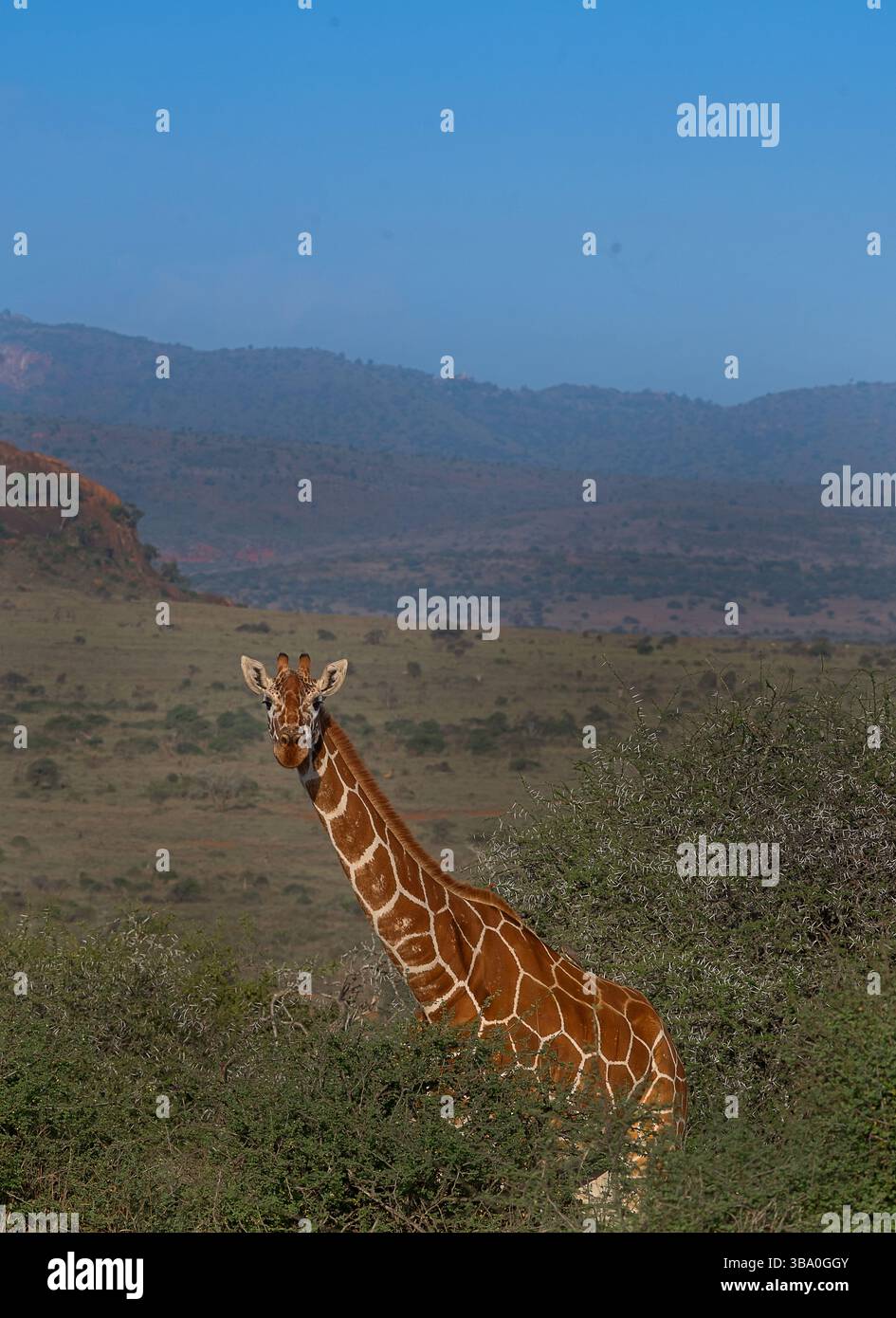 Giraffa reticolata (Giraffa reticulata) che naviga nella savana di acacia di Laikipia Conservancy, Kenya, Africa orientale. Iconica specie di fauna selvatica africana Foto Stock