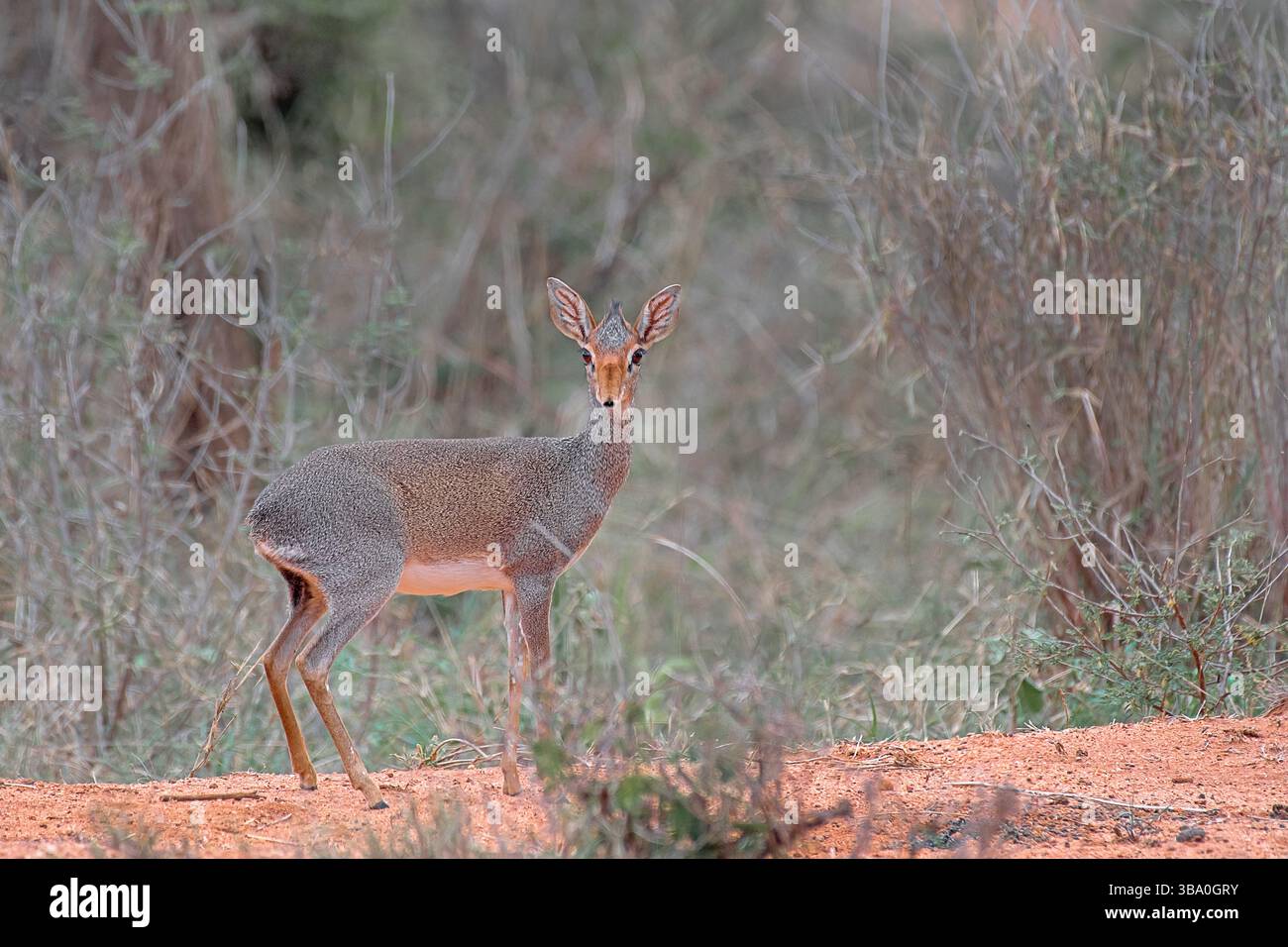 Antilope Dik-dik (Madoqua kirkii) in allerta nel Bush di Laikipia Conservancy, Kenya, Africa orientale. Foto Stock