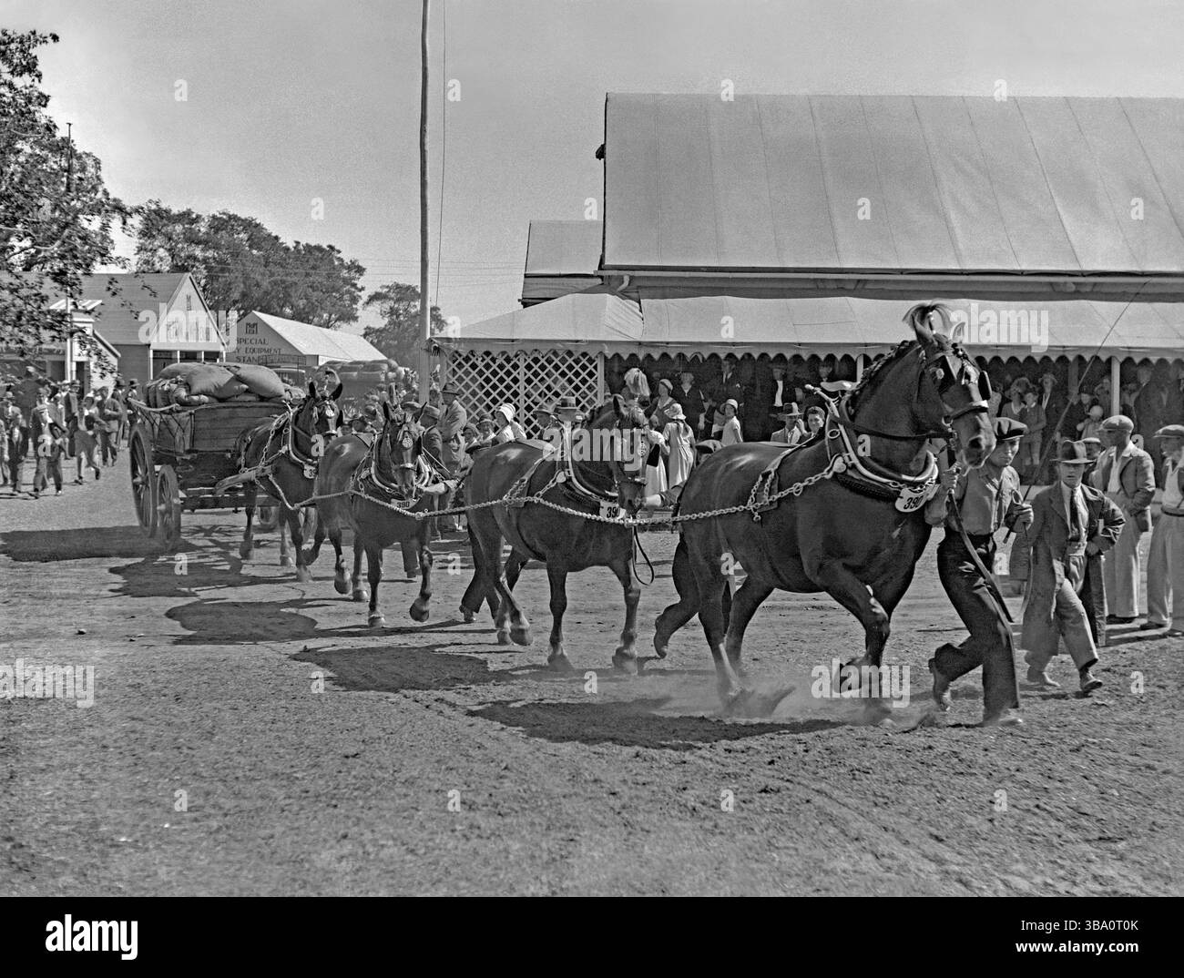 I cavalli sono al centro dell'arena al 1934 The Royal Agricultural Show di Ipswich, Suffolk, Inghilterra, Regno Unito. Qui quattro cavalli tirano un carro pesante (carro) carico di sacchi. Il Royal Agricultural Show (RAS) si tenne ogni anno in un luogo diverso in tutta l'Inghilterra, e dal 3 al 7 luglio 1934, Chantry Park, a Ipswich fu sede dell'evento. Lo spettacolo è stato un grande successo con le aziende che avevano preso posto alla fiera (c'erano quasi mille stand commerciali), una fotografia vintage degli anni '1930. Foto Stock