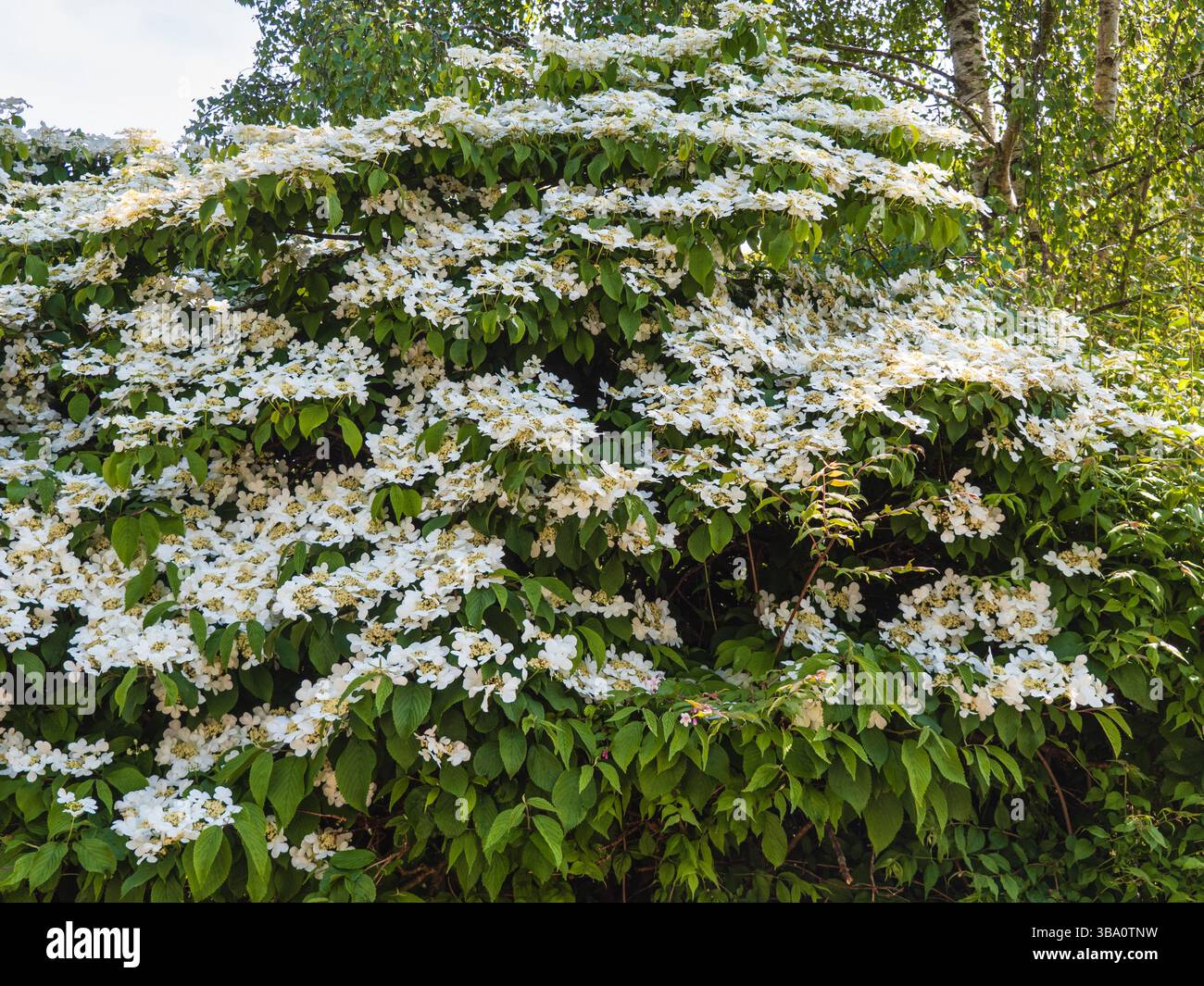 Fiori di lacca tardiva primaverile, Viburnum plicatum F. tomentosum "Mariesii" Foto Stock