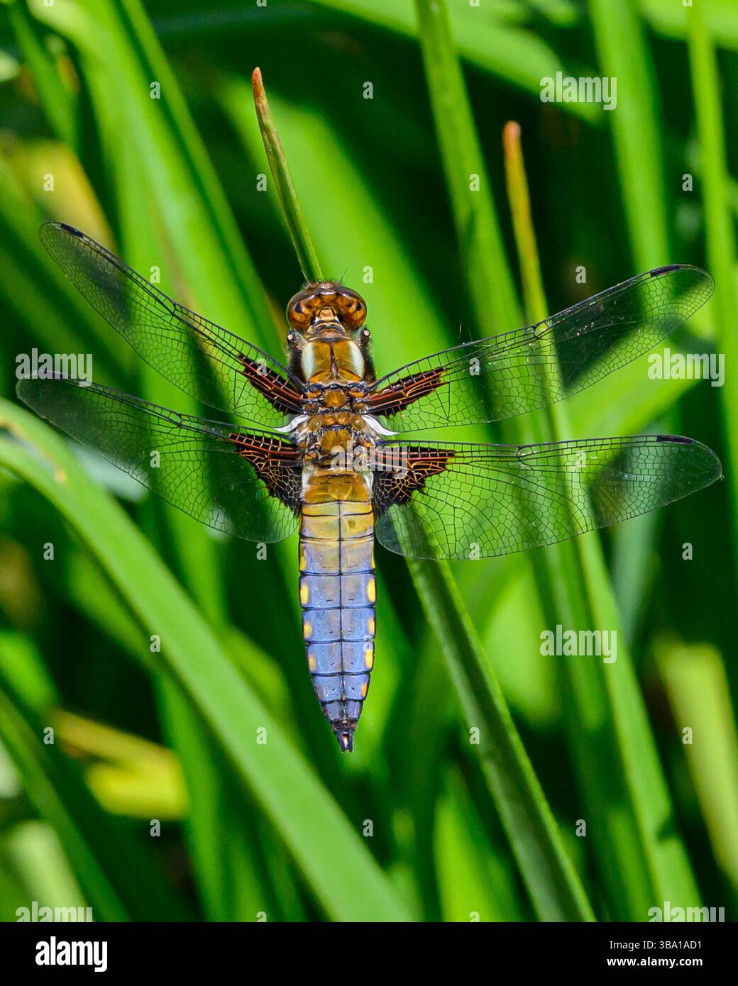 Chaser, Dragonfly nell'Oxfordshire, Regno Unito Foto Stock