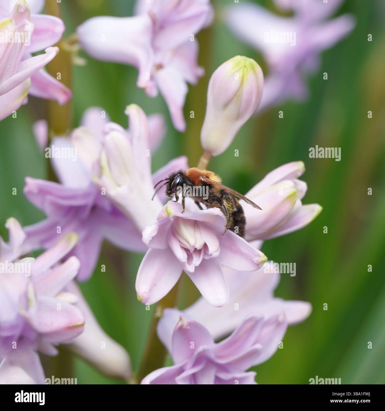 Apprendi i fiori di Giacinto viola chiaro. Messa a fuoco morbida con profondità di campo ridotta Foto Stock