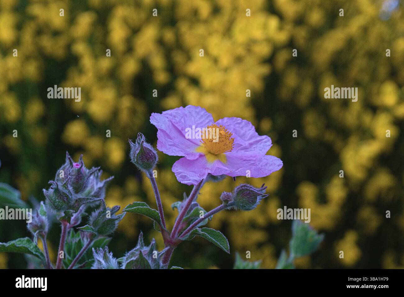 Cisto rosso, Umbria, Ficulle Foto Stock
