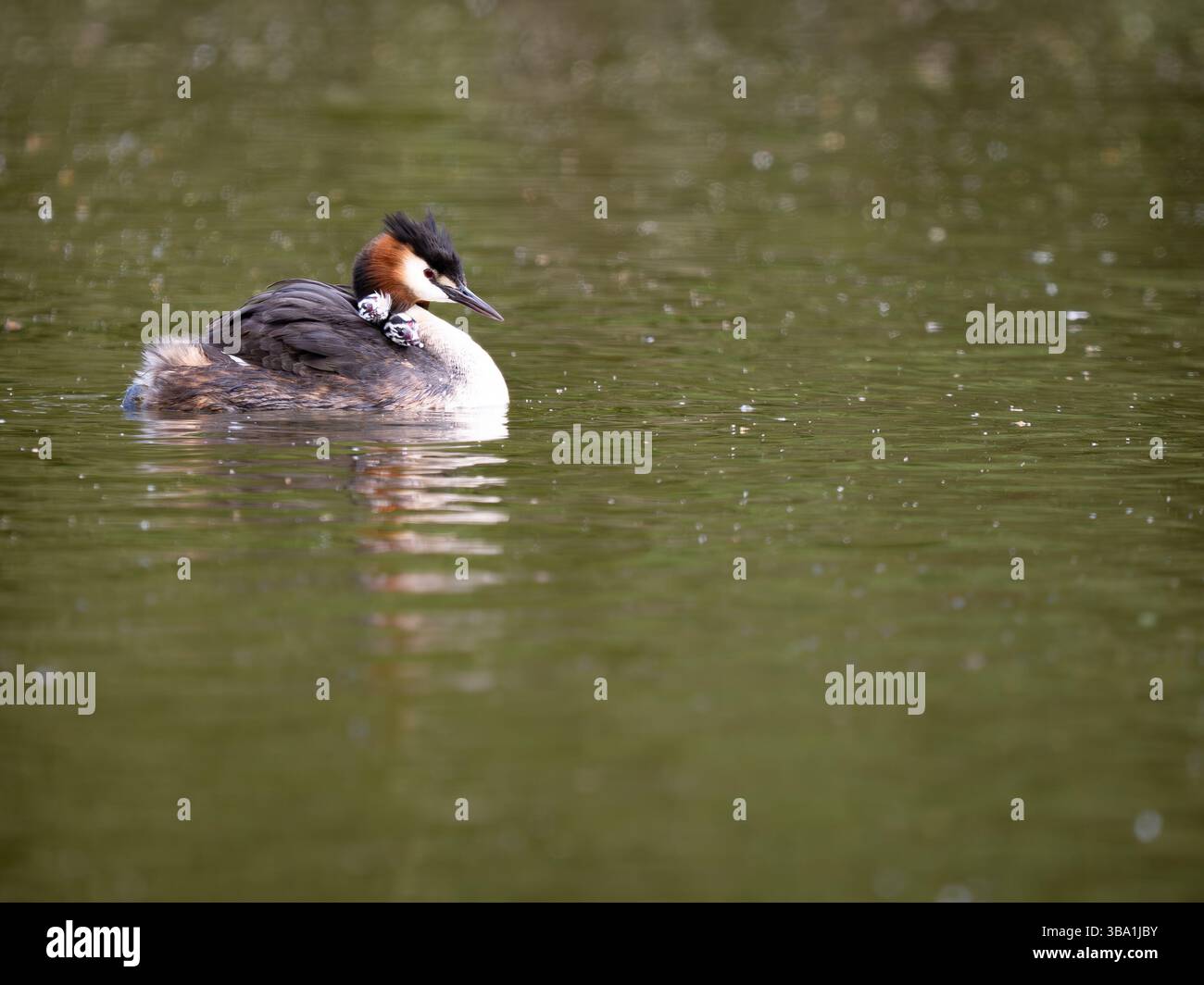 Grande Crested Grebe adulta con giovani pulcini sulla schiena. Foto Stock