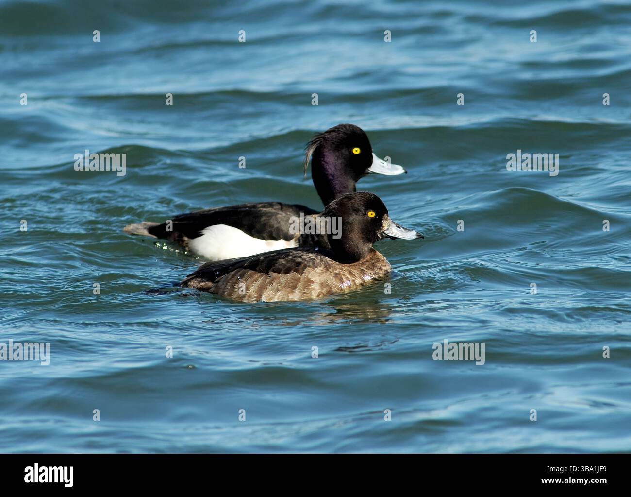 Un gruppo di anatre tufate, tra cui due maschi e una femmina, nuotano da vicino su un lago blu calmo, mostrando il loro piumaggio. Foto Stock Un gruppo di anatre tufate, tra cui due maschi e una femmina, nuotano da vicino su un lago blu calmo, mostrando il loro piumaggio. Foto Stock