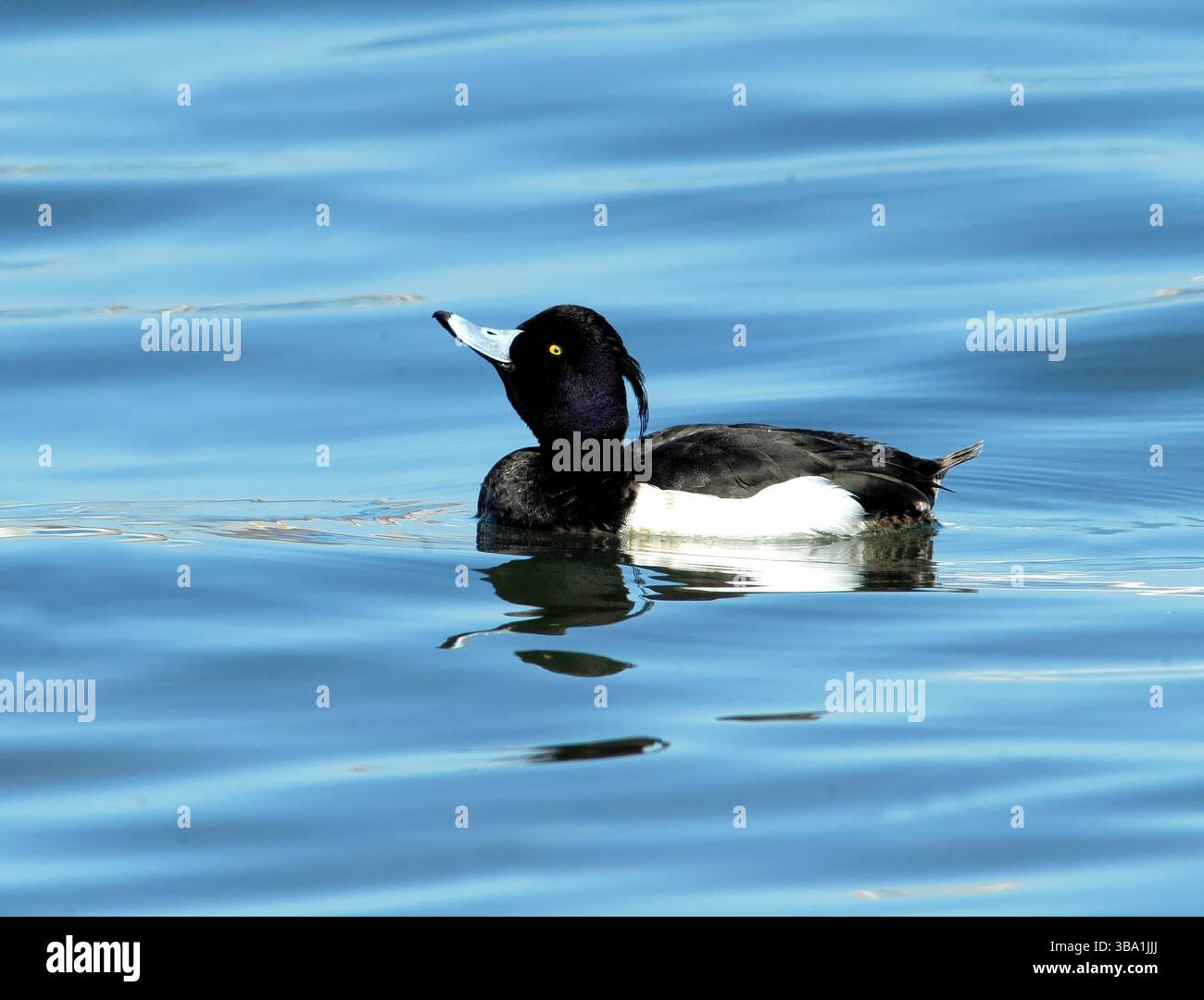 Un gruppo di anatre tufate, tra cui due maschi e una femmina, nuotano da vicino su un lago blu calmo, mostrando il loro piumaggio. Foto Stock Un gruppo di anatre tufate, tra cui due maschi e una femmina, nuotano da vicino su un lago blu calmo, mostrando il loro piumaggio. Foto Stock