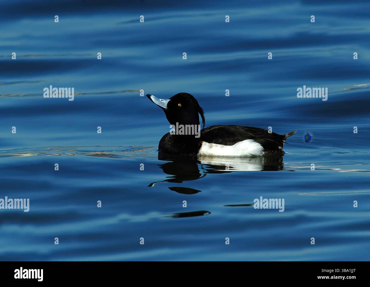 Un gruppo di anatre tufate, tra cui due maschi e una femmina, nuotano da vicino su un lago blu calmo, mostrando il loro piumaggio. Foto Stock Un gruppo di anatre tufate, tra cui due maschi e una femmina, nuotano da vicino su un lago blu calmo, mostrando il loro piumaggio. Foto Stock