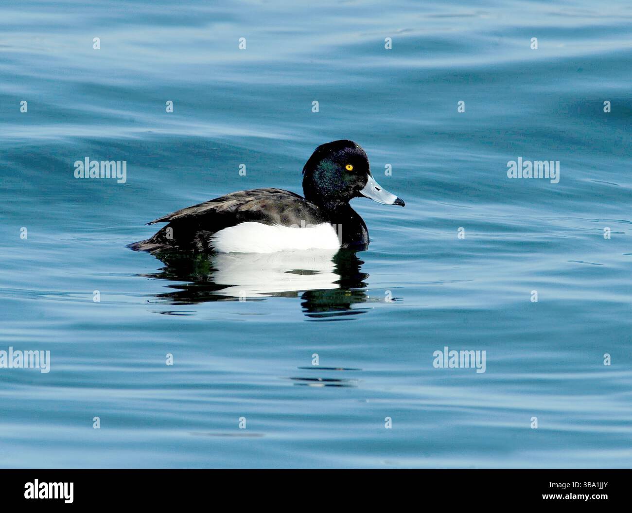 Un gruppo di anatre tufate, tra cui due maschi e una femmina, nuotano da vicino su un lago blu calmo, mostrando il loro piumaggio. Foto Stock Un gruppo di anatre tufate, tra cui due maschi e una femmina, nuotano da vicino su un lago blu calmo, mostrando il loro piumaggio. Foto Stock