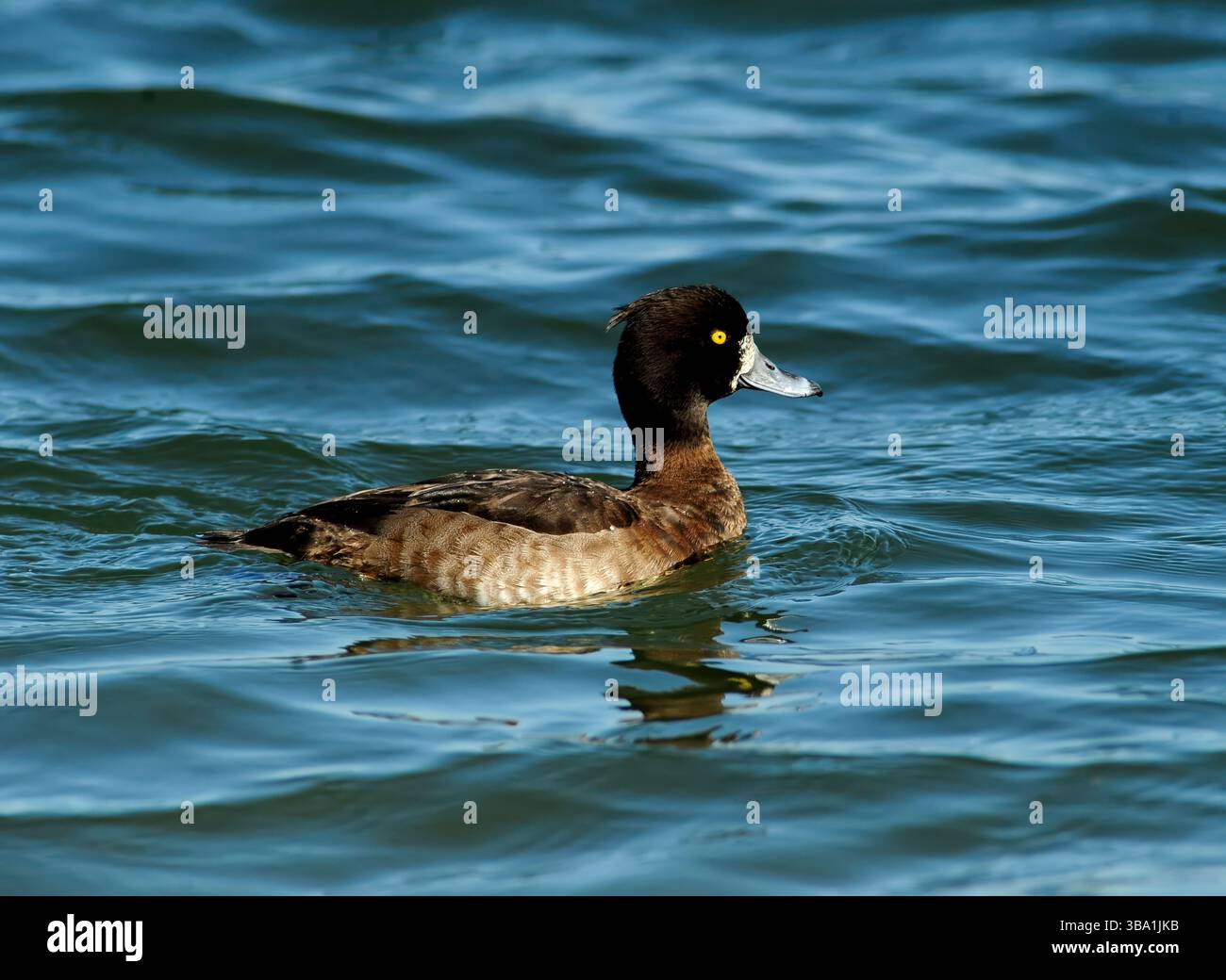 Un gruppo di anatre tufate, tra cui due maschi e una femmina, nuotano da vicino su un lago blu calmo, mostrando il loro piumaggio. Foto Stock Un gruppo di anatre tufate, tra cui due maschi e una femmina, nuotano da vicino su un lago blu calmo, mostrando il loro piumaggio. Foto Stock