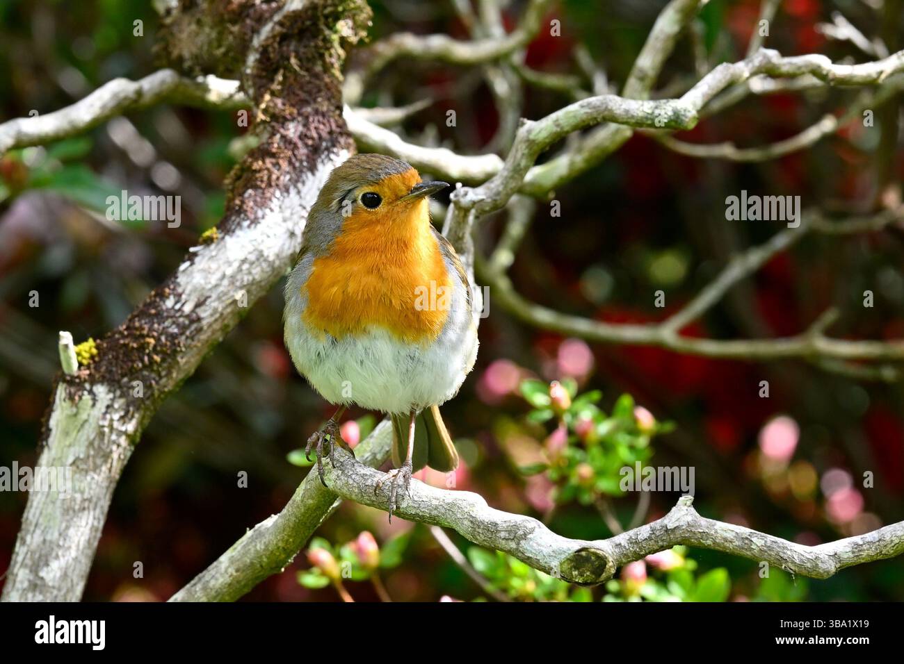 European Robin, erithacus rubecula, noto anche come Robin Red redbreast arroccato in un albero UK May Foto Stock