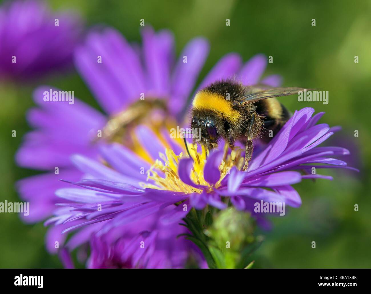 bumblebee dalla coda bianca in latino Bombus lucorum, seduto sul fiore blu Foto Stock