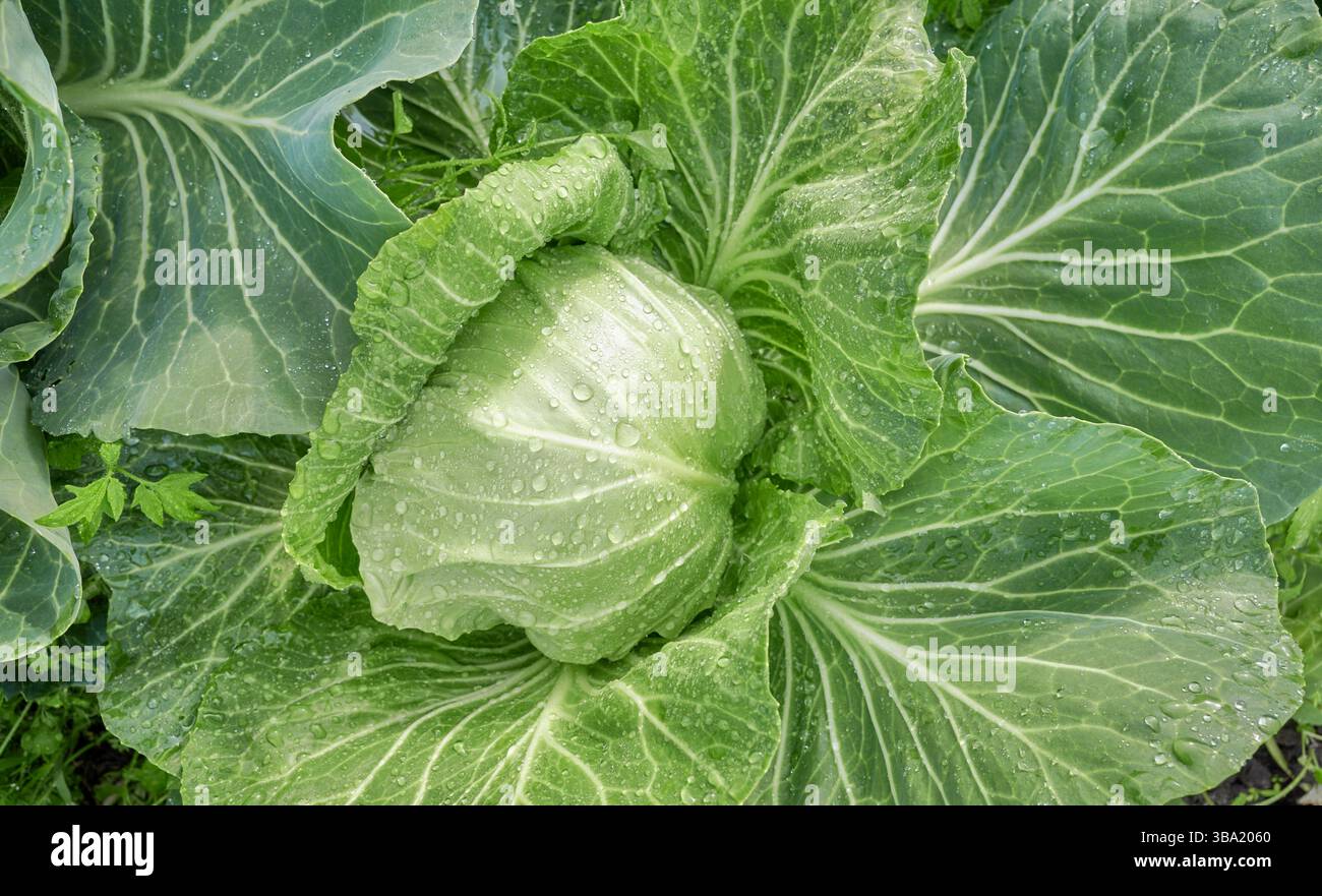 Foto ravvicinata del cavolo su una piantagione biologica, messa a fuoco selettiva. Foto Stock