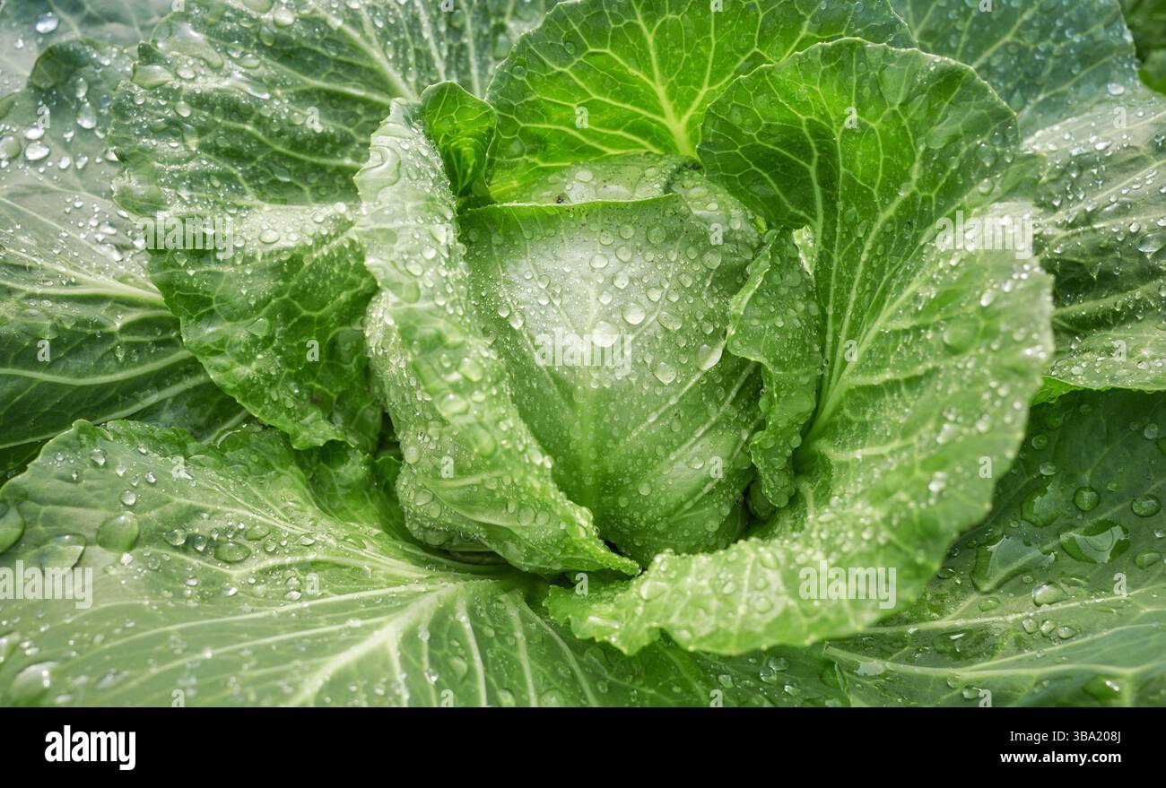 Foto ravvicinata del cavolo su una piantagione biologica, messa a fuoco selettiva. Foto Stock