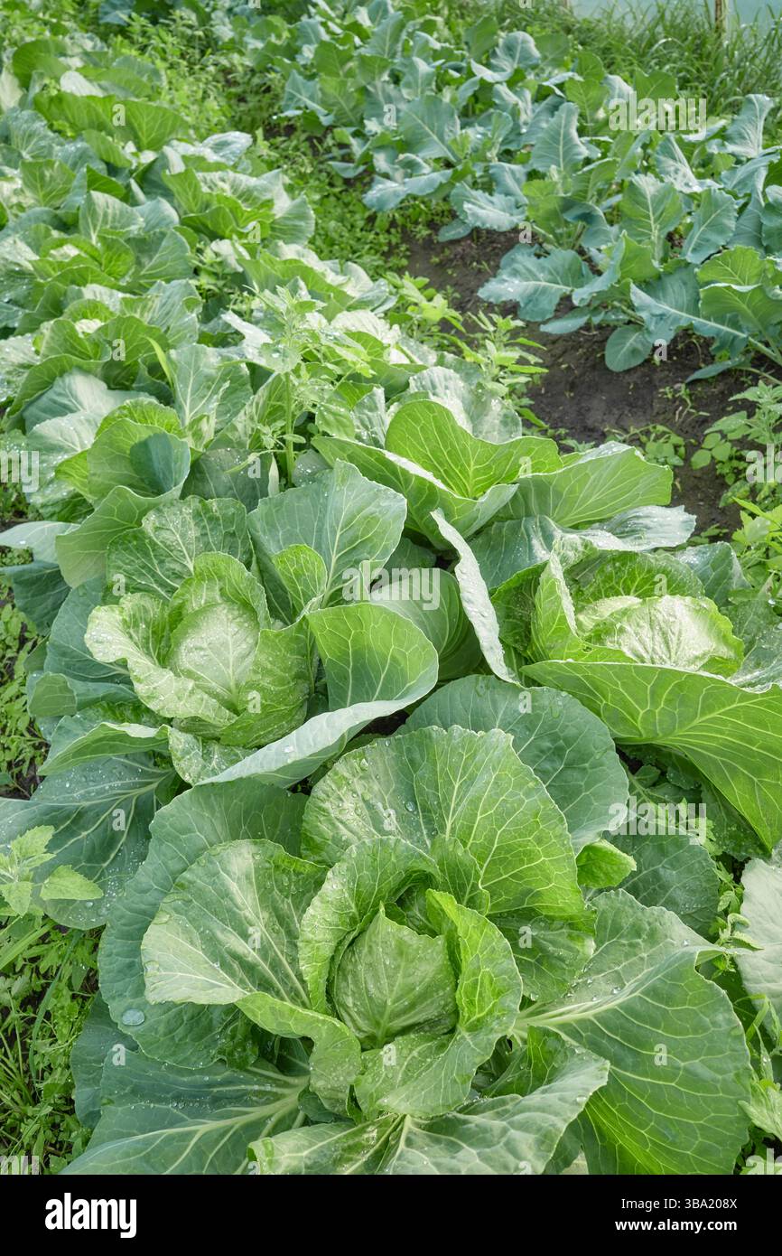 Primo piano di cavolo in una piantagione organica, concentrazione selettiva. Foto Stock