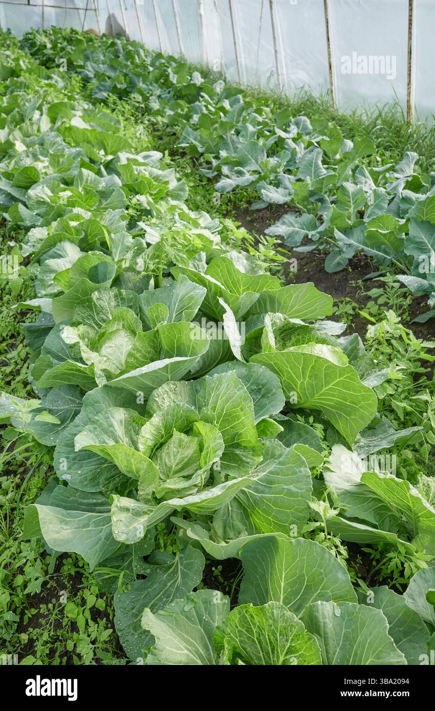 Primo piano di cavolo in una piantagione organica, concentrazione selettiva. Foto Stock