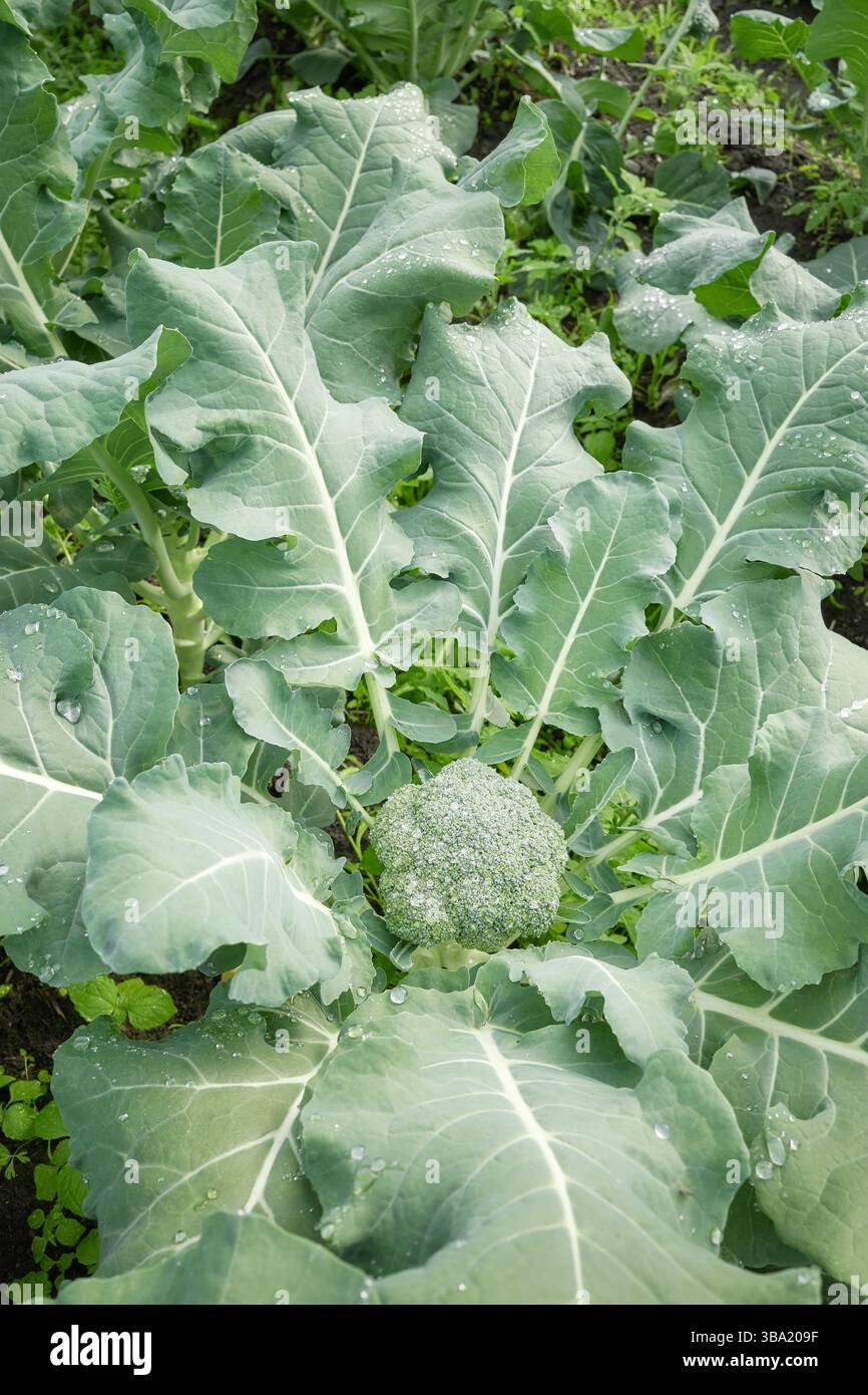 Foto ravvicinata dei broccoli su una piantagione biologica, messa a fuoco selettiva. Foto Stock
