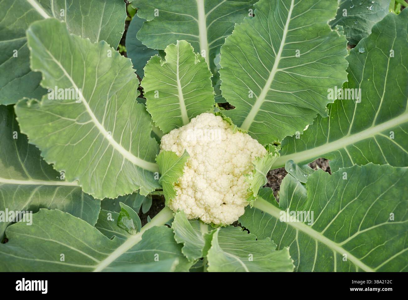 Primo piano del cavolfiore in una piantagione organica, concentrazione selettiva. Foto Stock