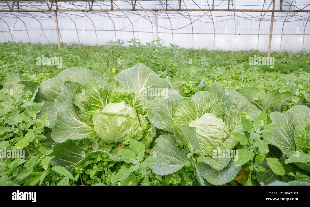 Cavolo in una piantagione organica in serra, concentrazione selettiva. Foto Stock