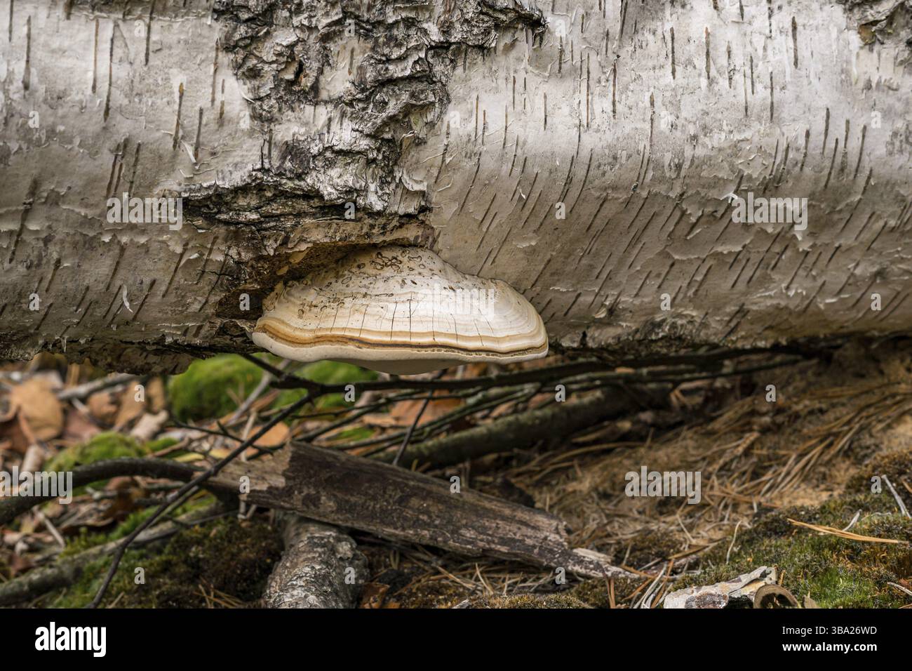 Fomitopsis betulina (precedentemente Piptoporus betulinus), comunemente noto come il polipo di betulla, staffa di betulla, o strop di rasoio, è un fungo comune della staffa Foto Stock