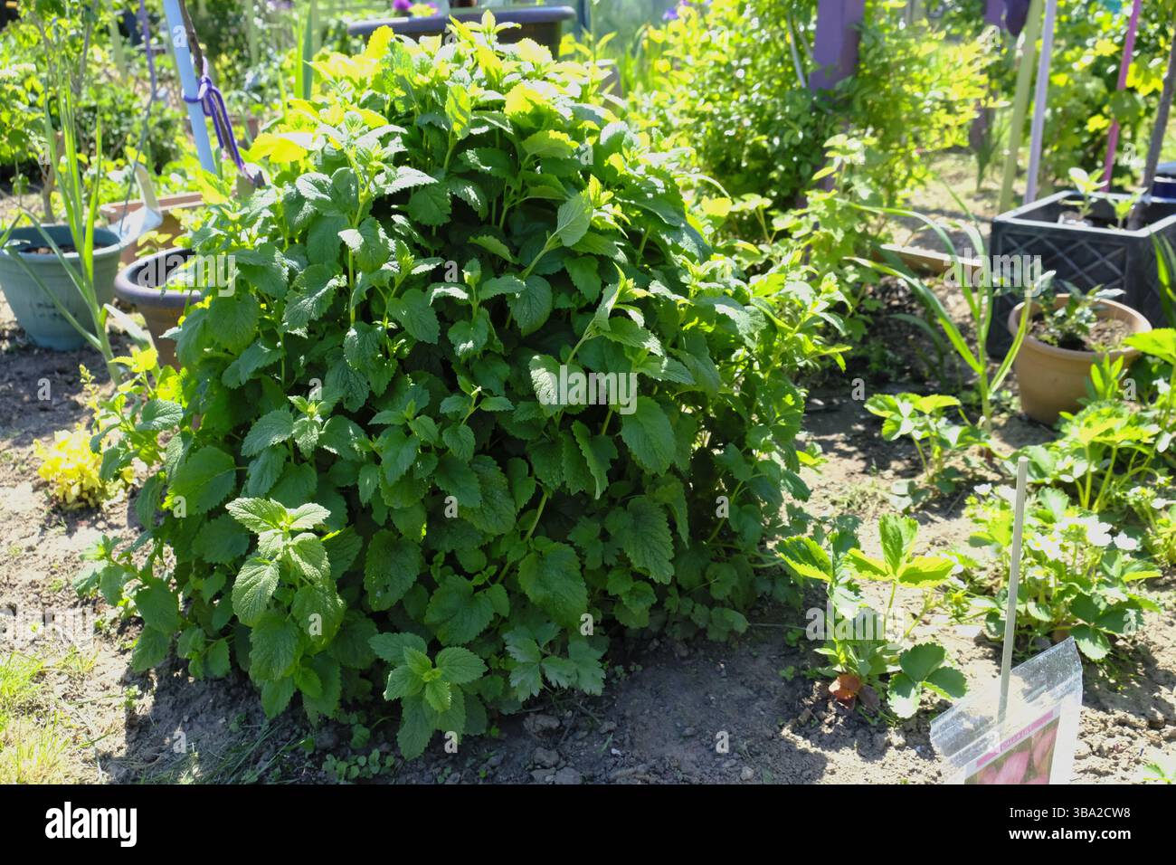 Fiorente balsamo di limone (Melissa officinalis) pianta in un giardino soleggiato, con foglie verdi lussureggianti che formano un tumulo denso e profumato Foto Stock